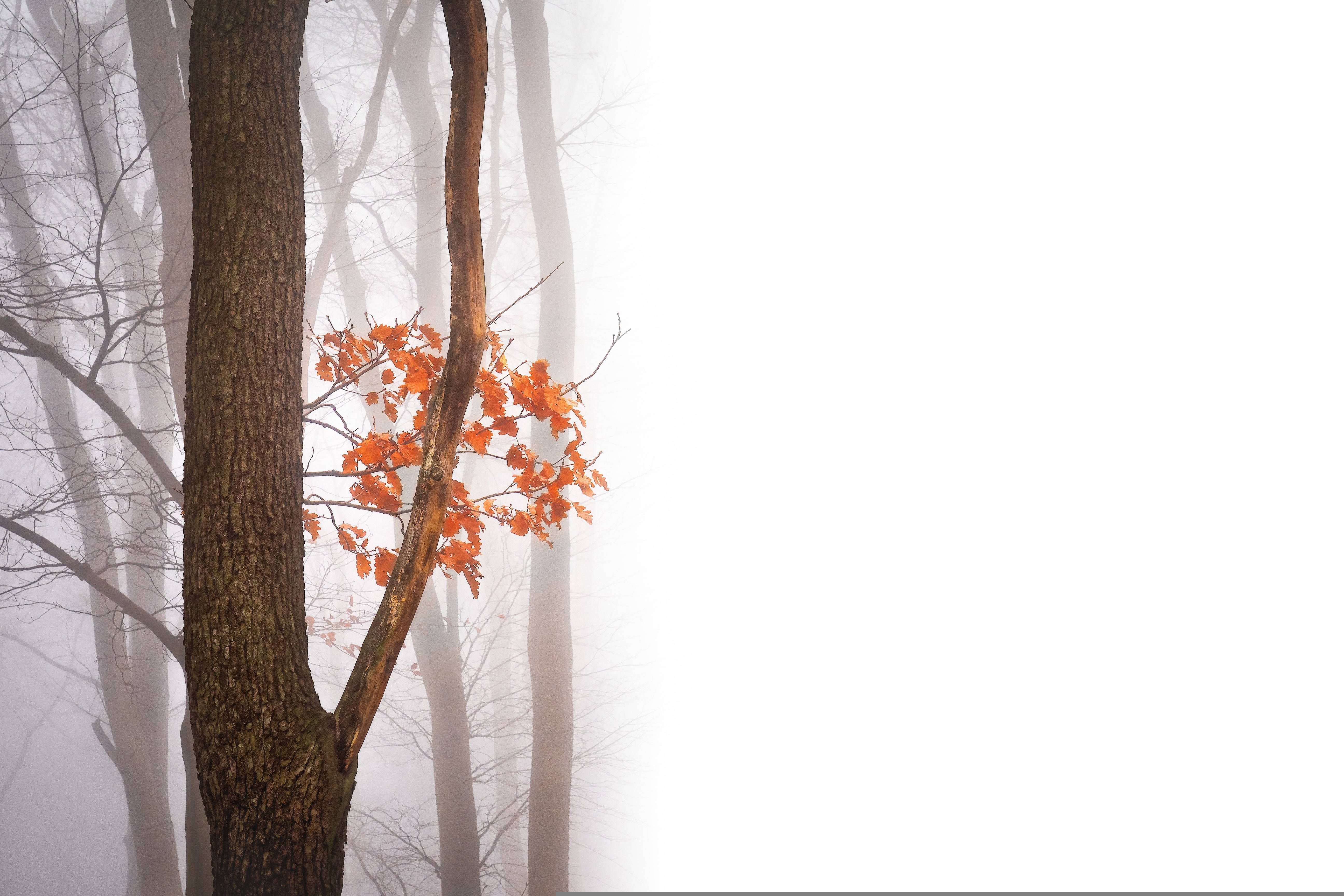 vibrant orange leaves, misty forest, bare branches, 5K Desktop Wallpaper