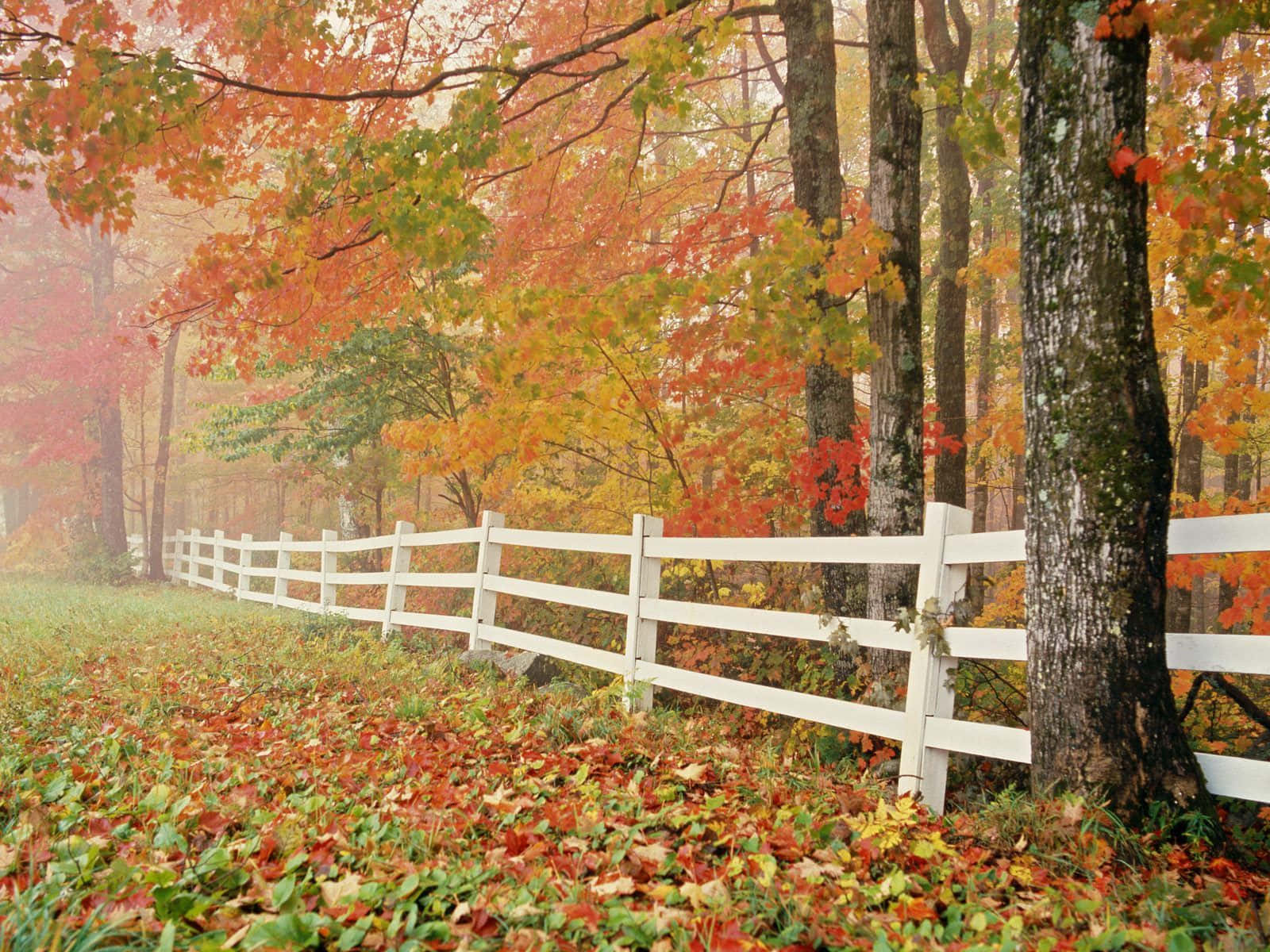 white fence, misty forest, autumn leaves, HD Desktop Wallpaper