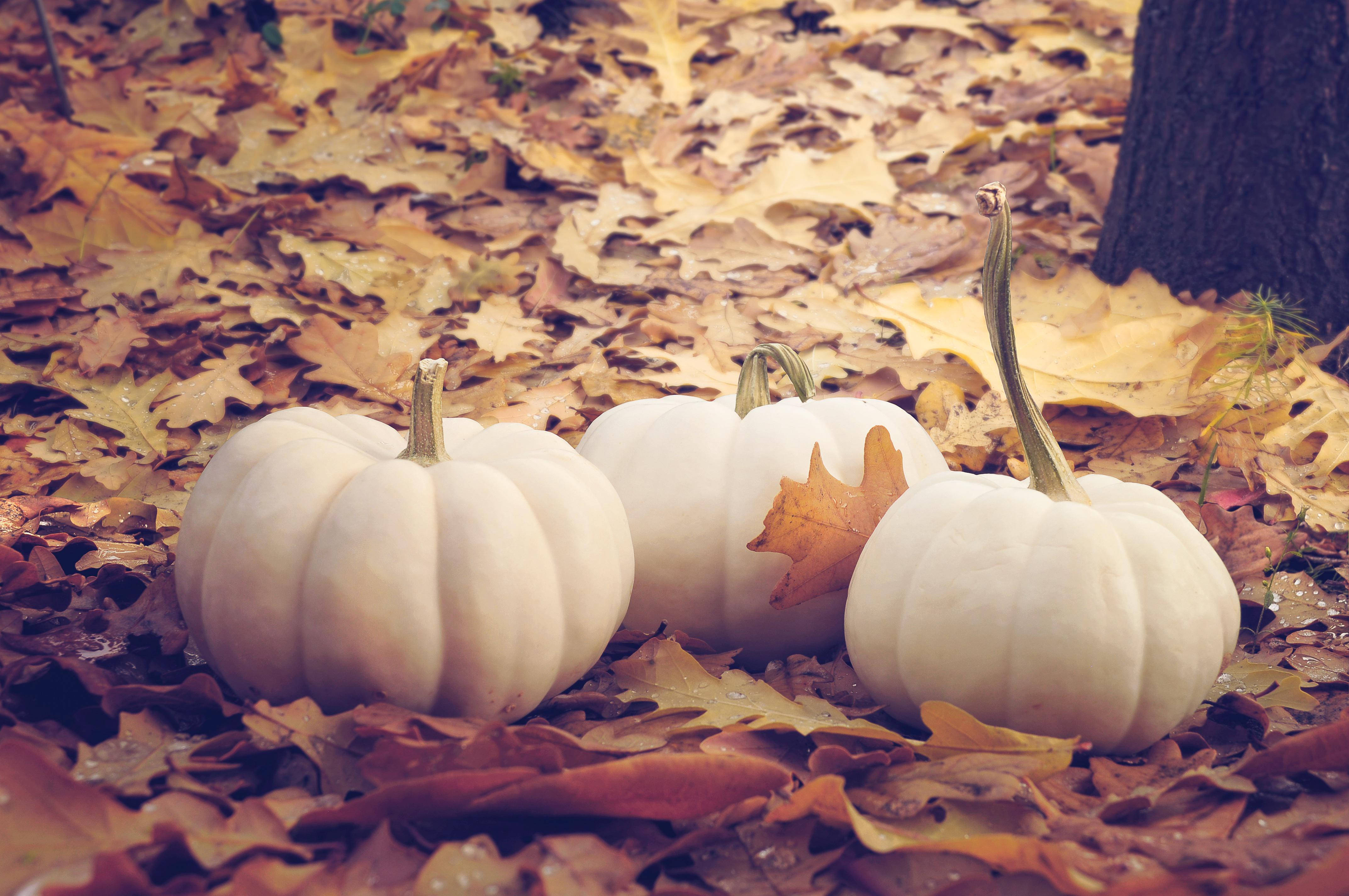 Fall Leaves, white pumpkin, golden fallen leaves, 4K Desktop Wallpaper