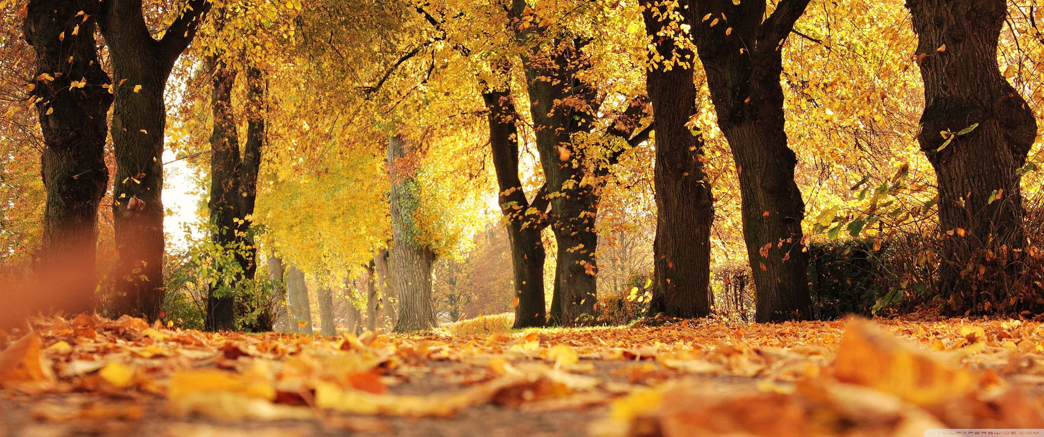 3440x1440, Fall Season, autumn path, 2K Desktop Wallpaper