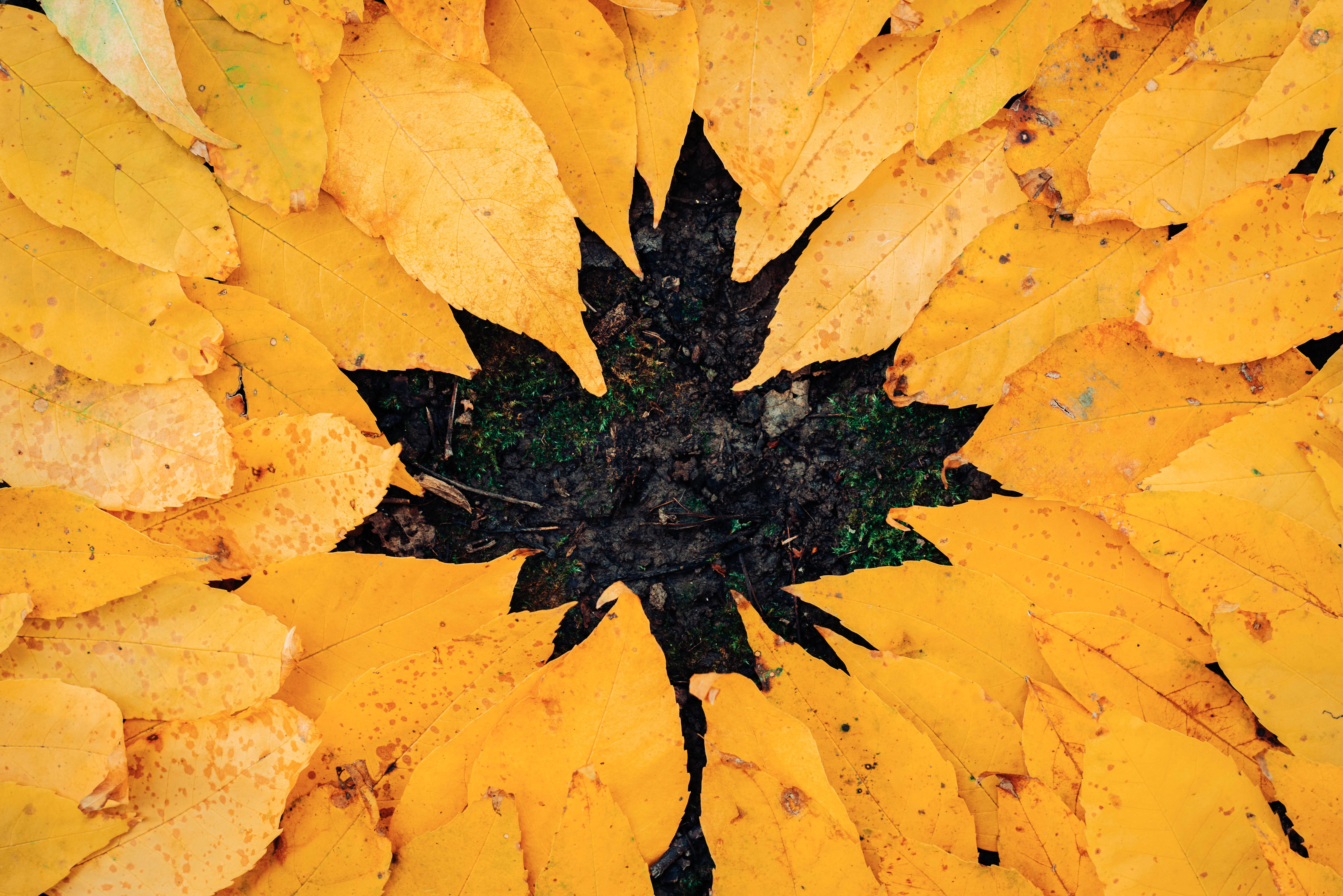 golden autumn leaves, radial pattern, dark earthy center, 5K Desktop Wallpaper