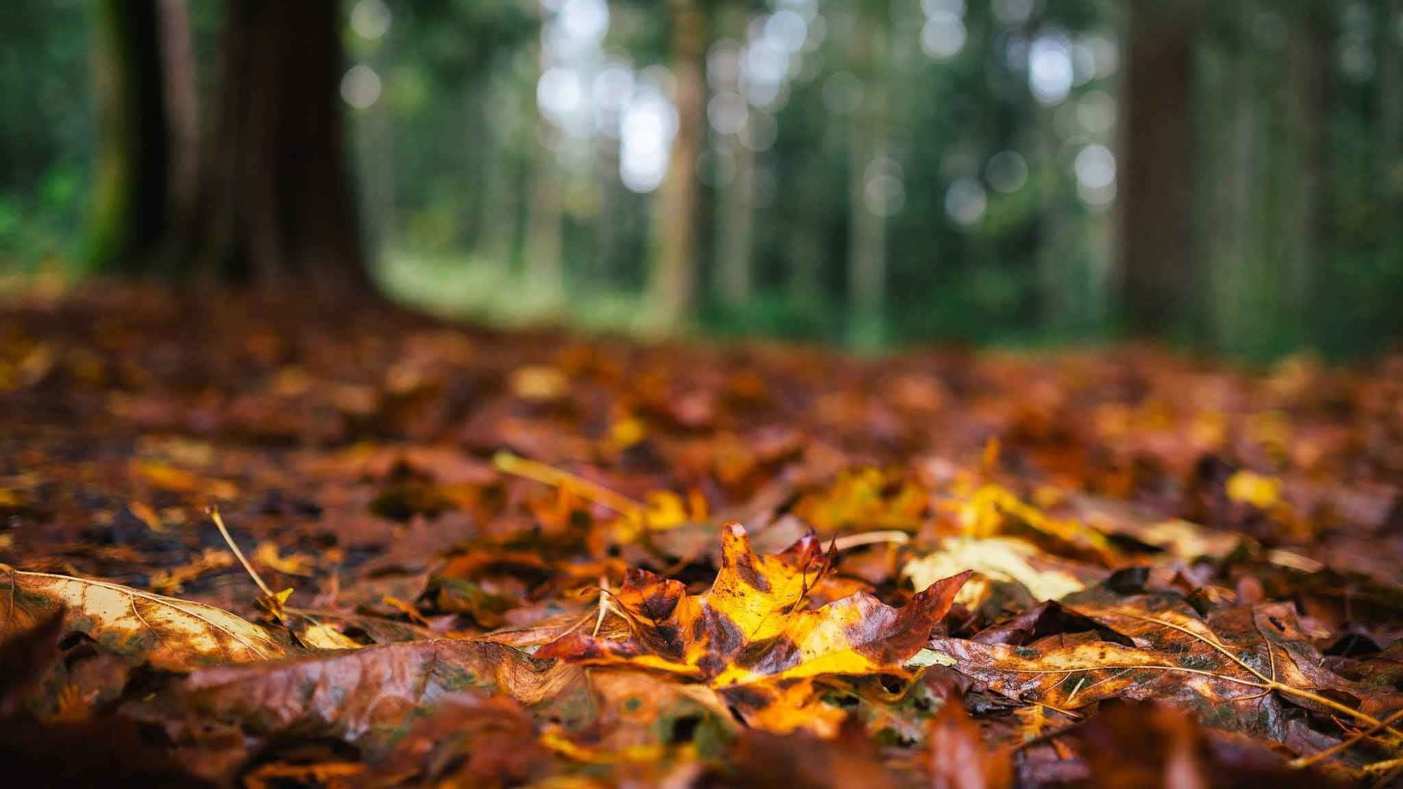 Fall Leaves, vibrant orange, brown autumn leaves, Full HD Desktop Wallpaper