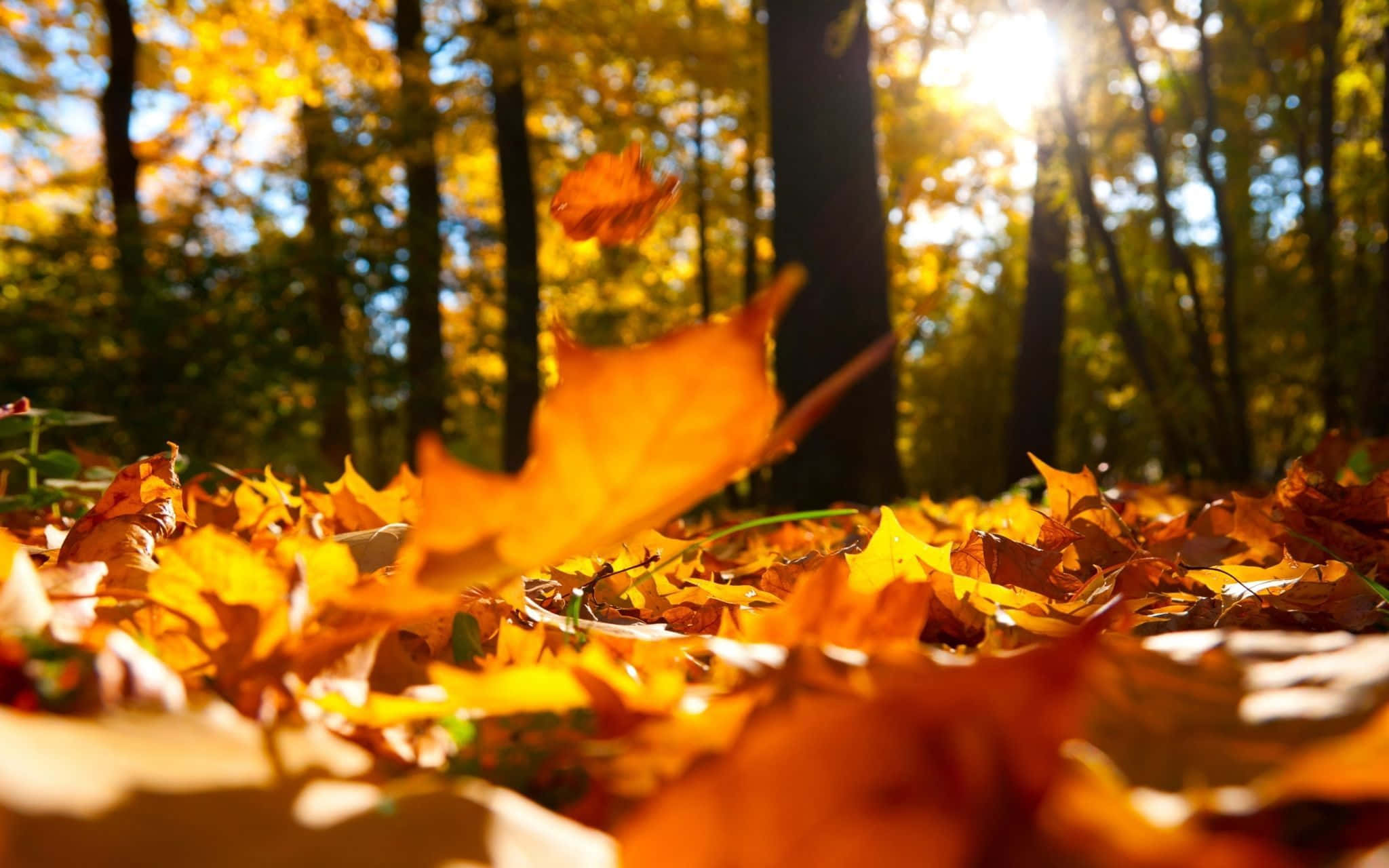 fall laptop, golden autumn leaves, sunlit forest, Full HD Desktop Wallpaper