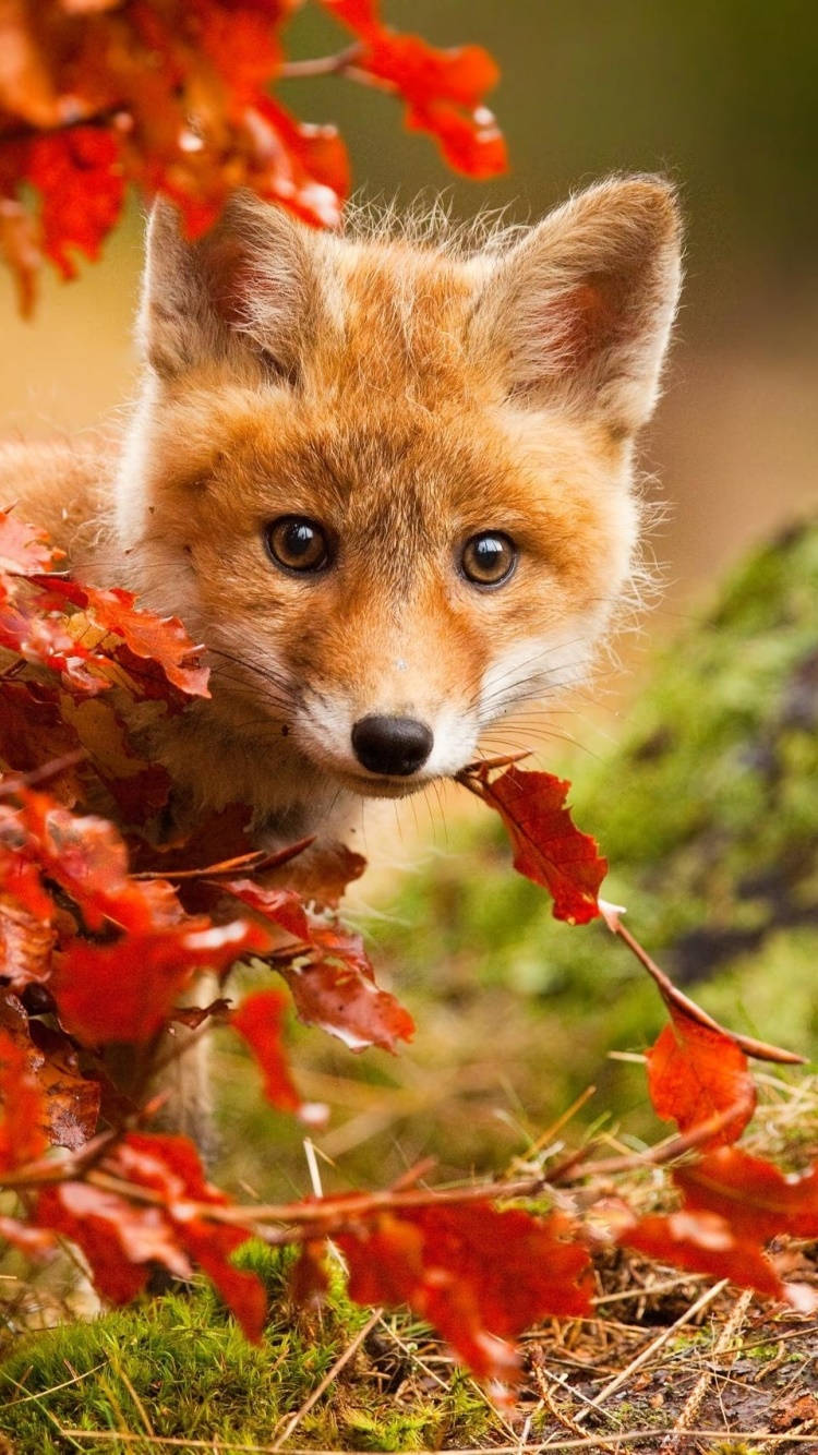 cute fall phone fox, vibrant red autumn leaves, mossy forest floor, HD Phone Wallpaper