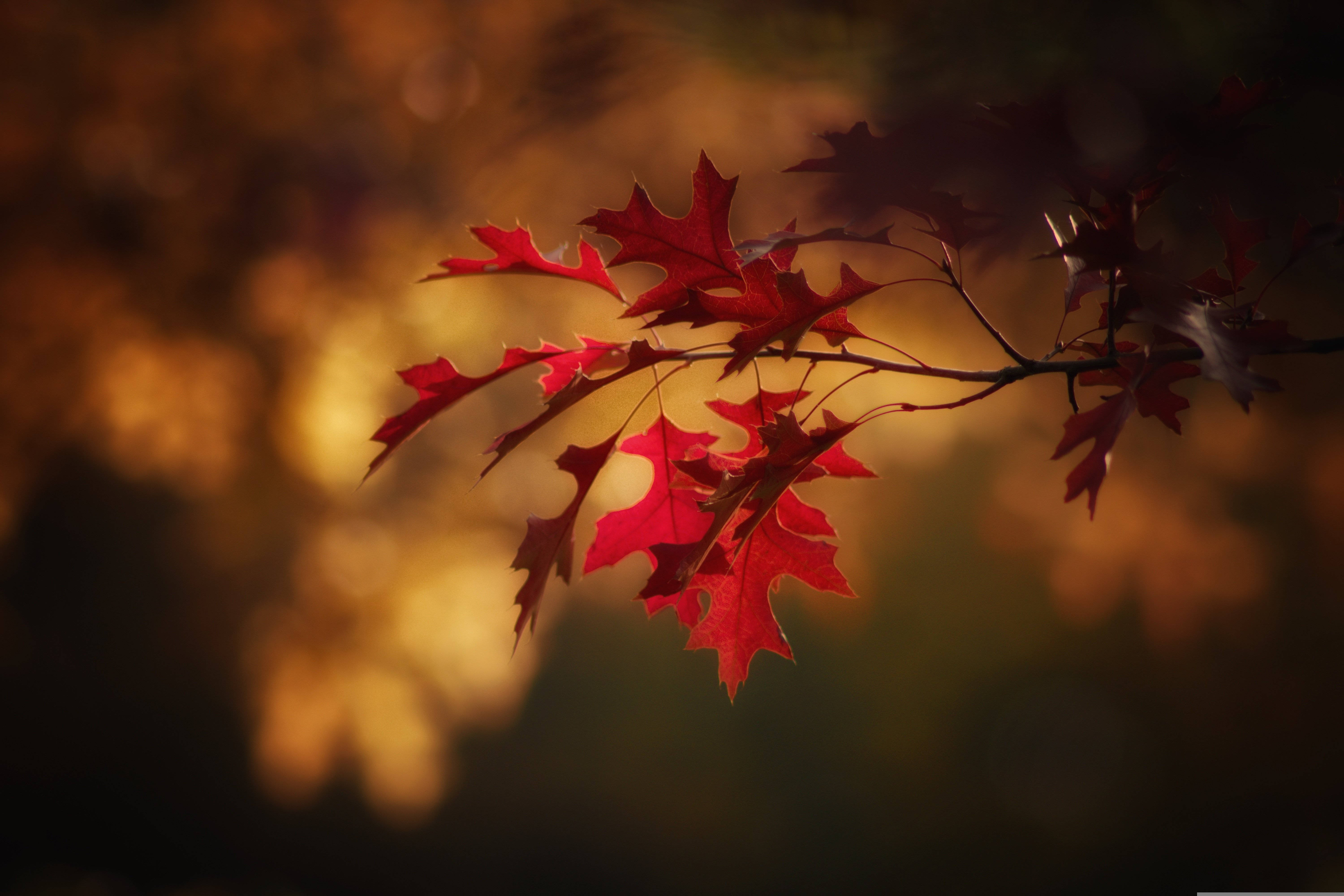 red oak leaves, golden bokeh background, autumn sunlight, 5K Desktop Wallpaper
