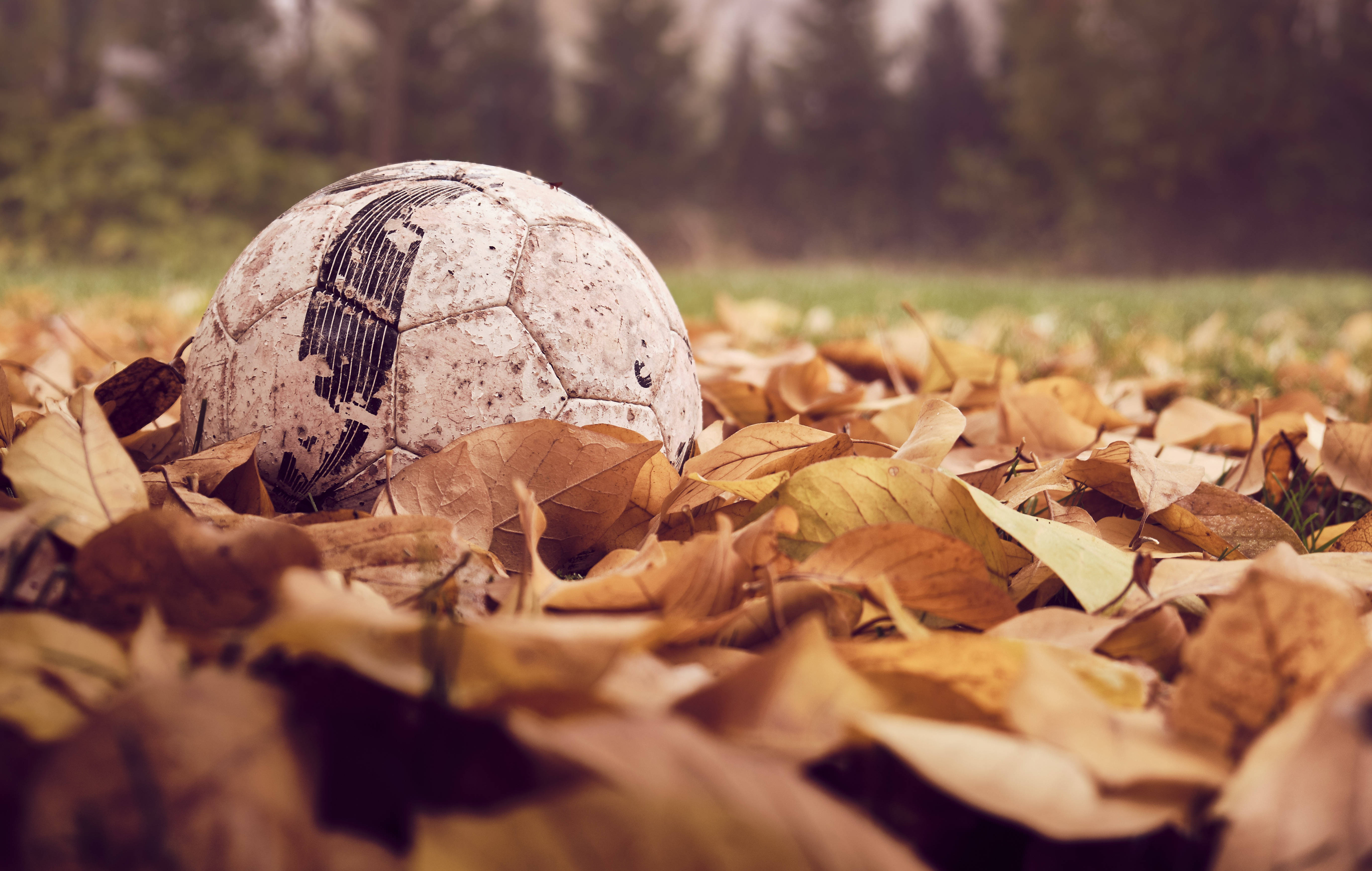 Fall Leaves Soccer Ball, golden autumn leaves, soft-focused forest clearing, 5K Desktop Wallpaper