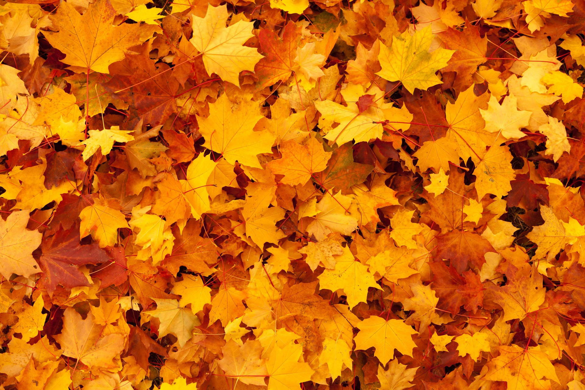 golden orange maple leaves, crisp autumn sunlight, bed of fall leaves, Full HD Desktop Wallpaper