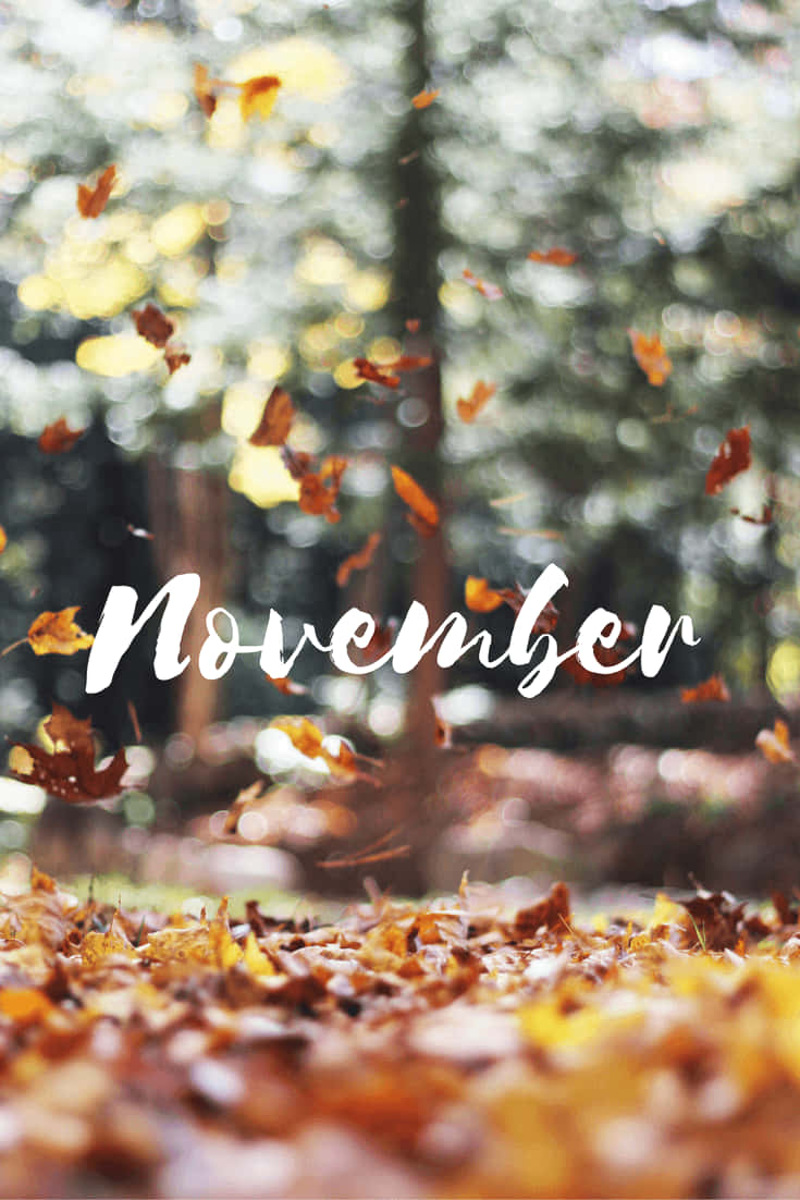 November, golden autumn leaves, sunlit forest air, SD Phone Wallpaper