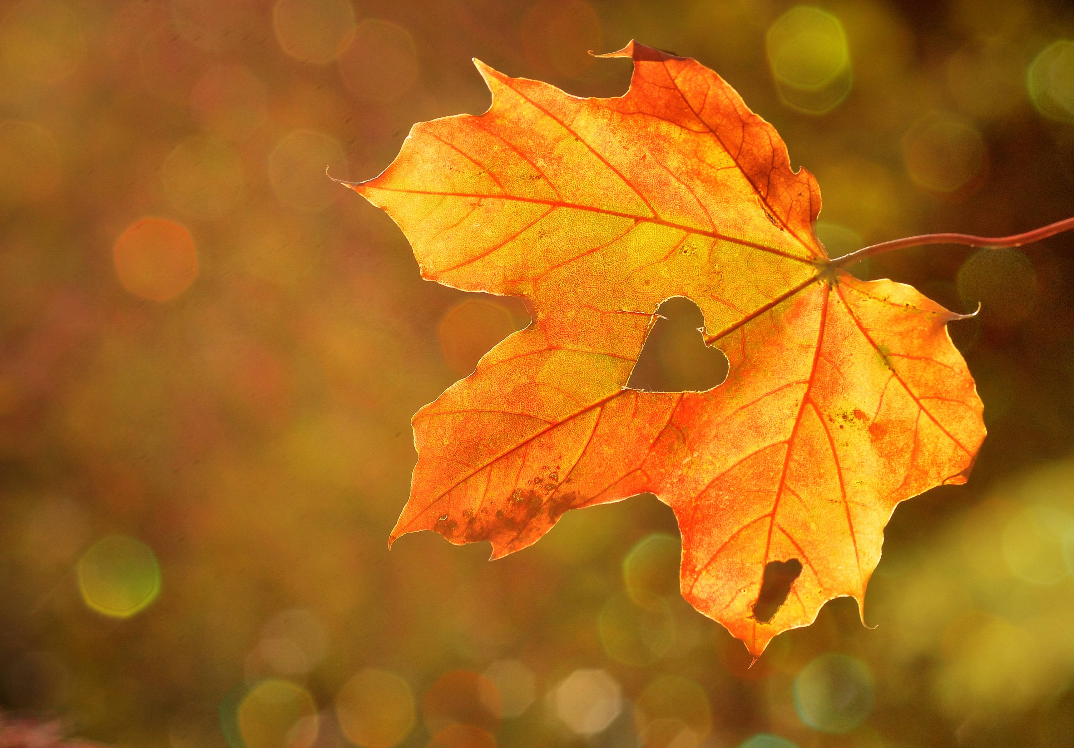 fall leaves, heart-shaped hole, vibrant orange maple leaf, 2K Desktop Wallpaper