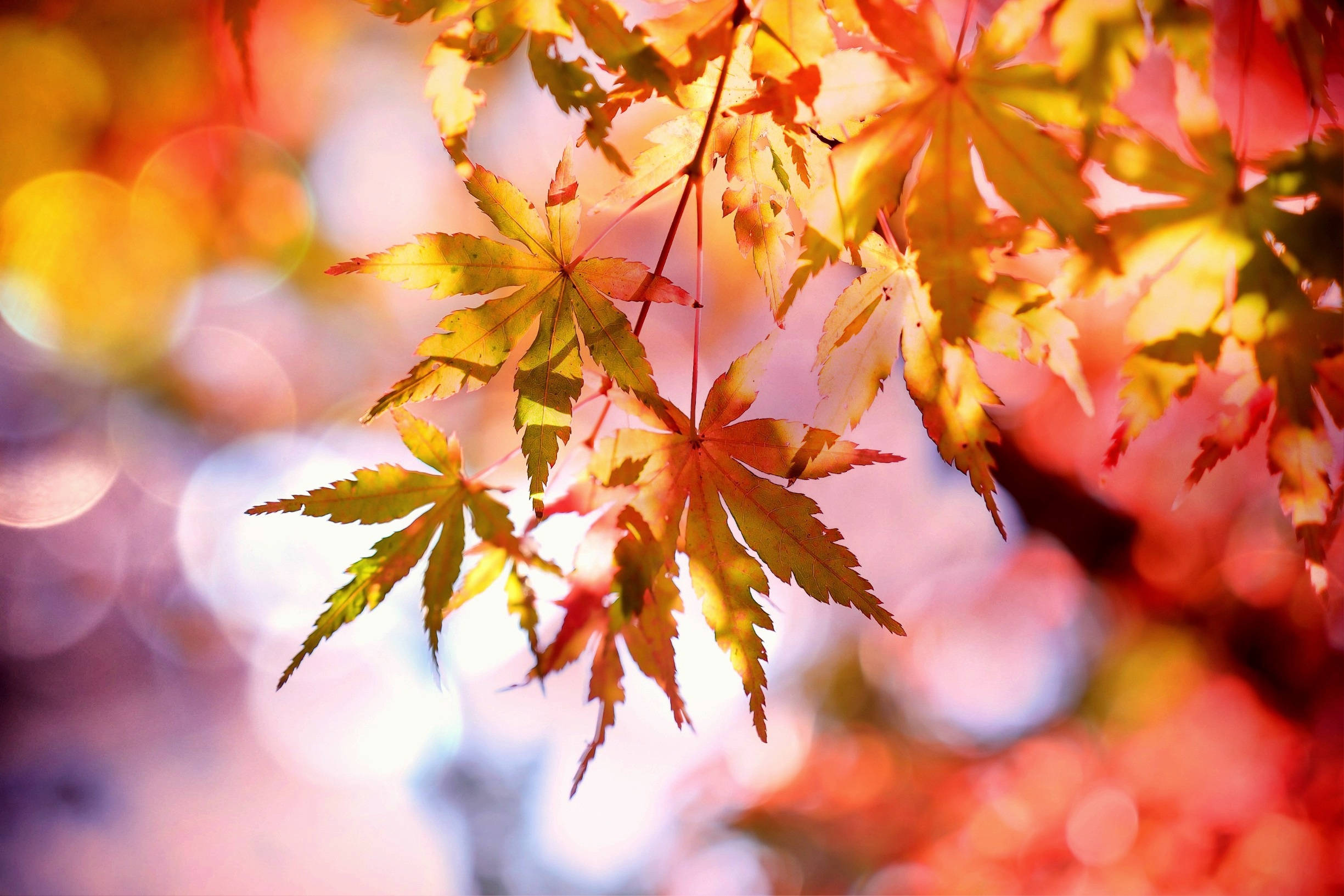 Fall Leaves, autumn maple leaves, golden red hues, Full HD Desktop Wallpaper