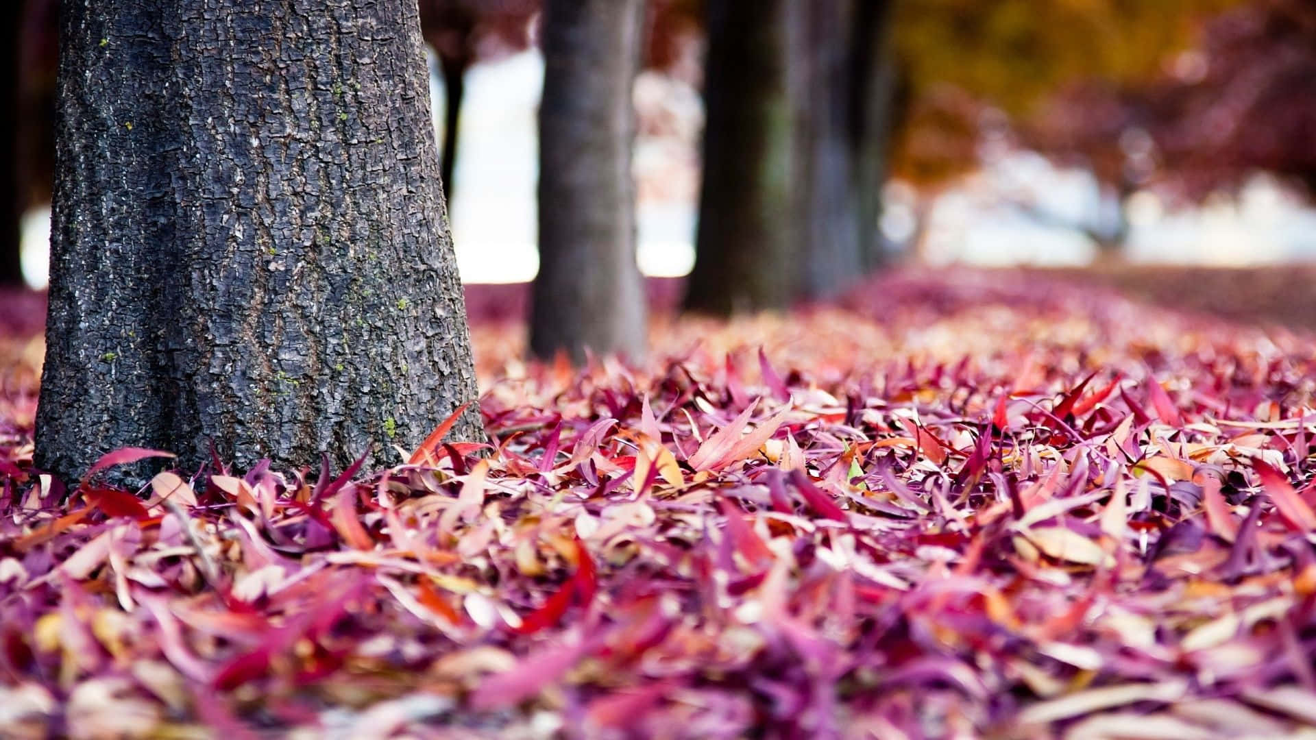 Pink Fall, tree trunk, vibrant red and purple autumn leaves, Full HD Desktop Wallpaper