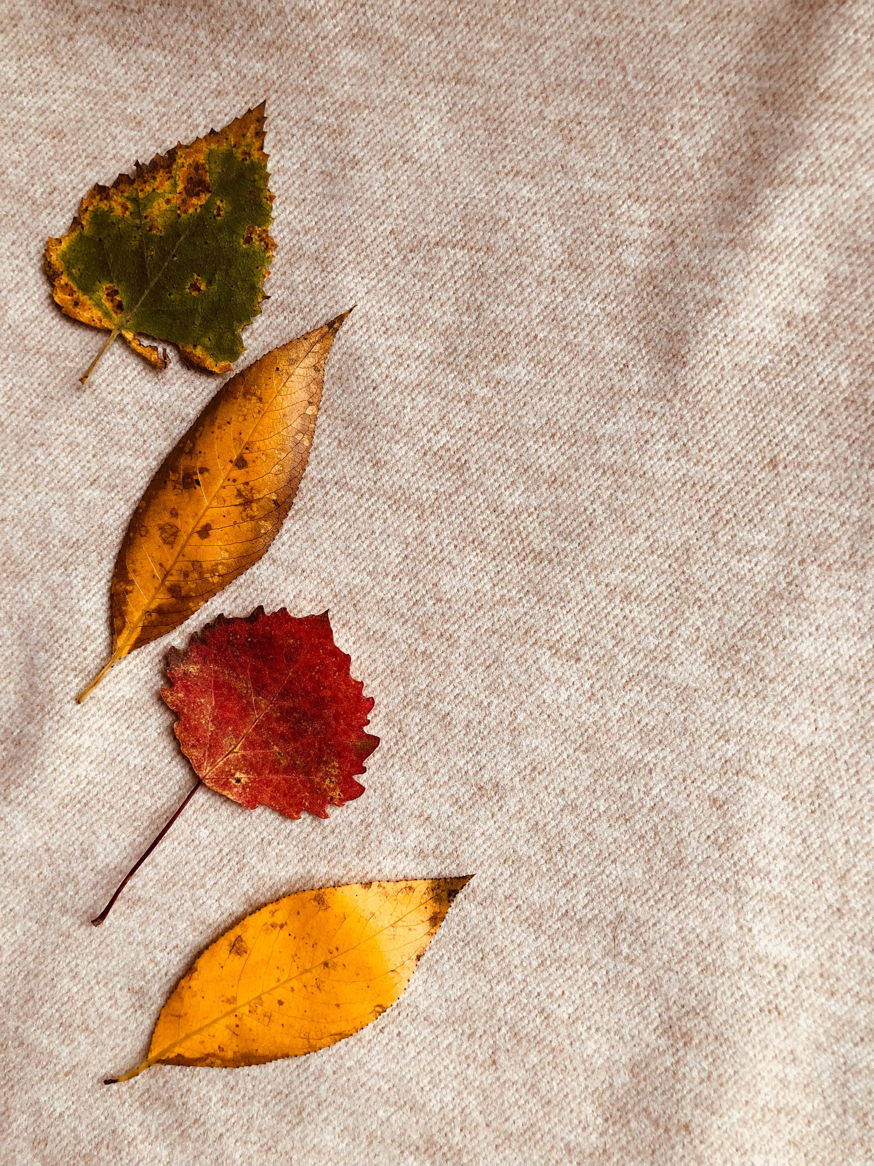 fall leaves, red yellow and green, beige textile, 4K Phone Wallpaper