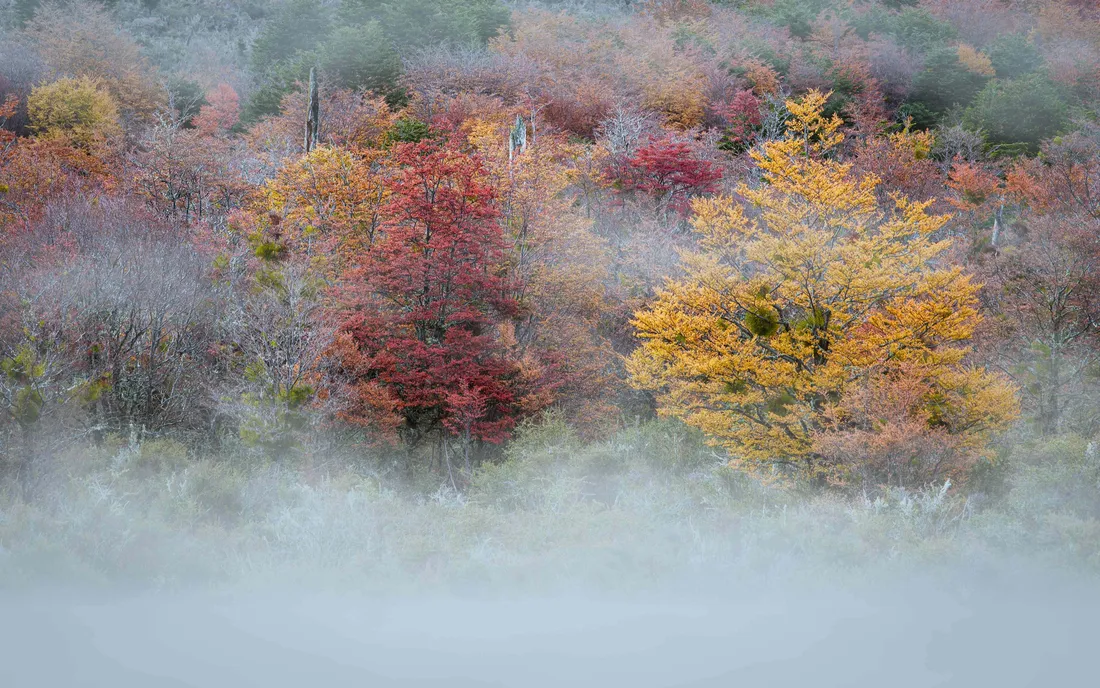 Fall Mist