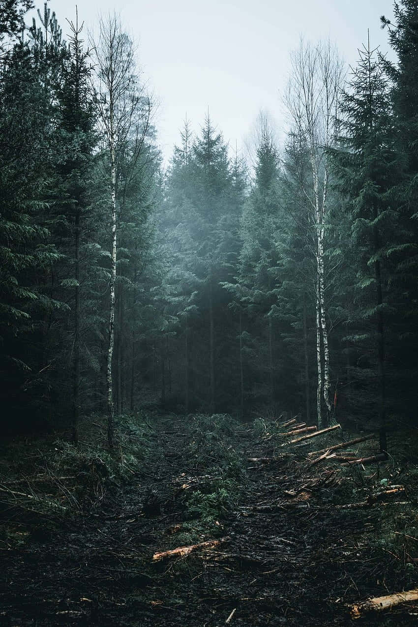 Misty Forest, evergreens, bare birch trees, SD Phone Wallpaper
