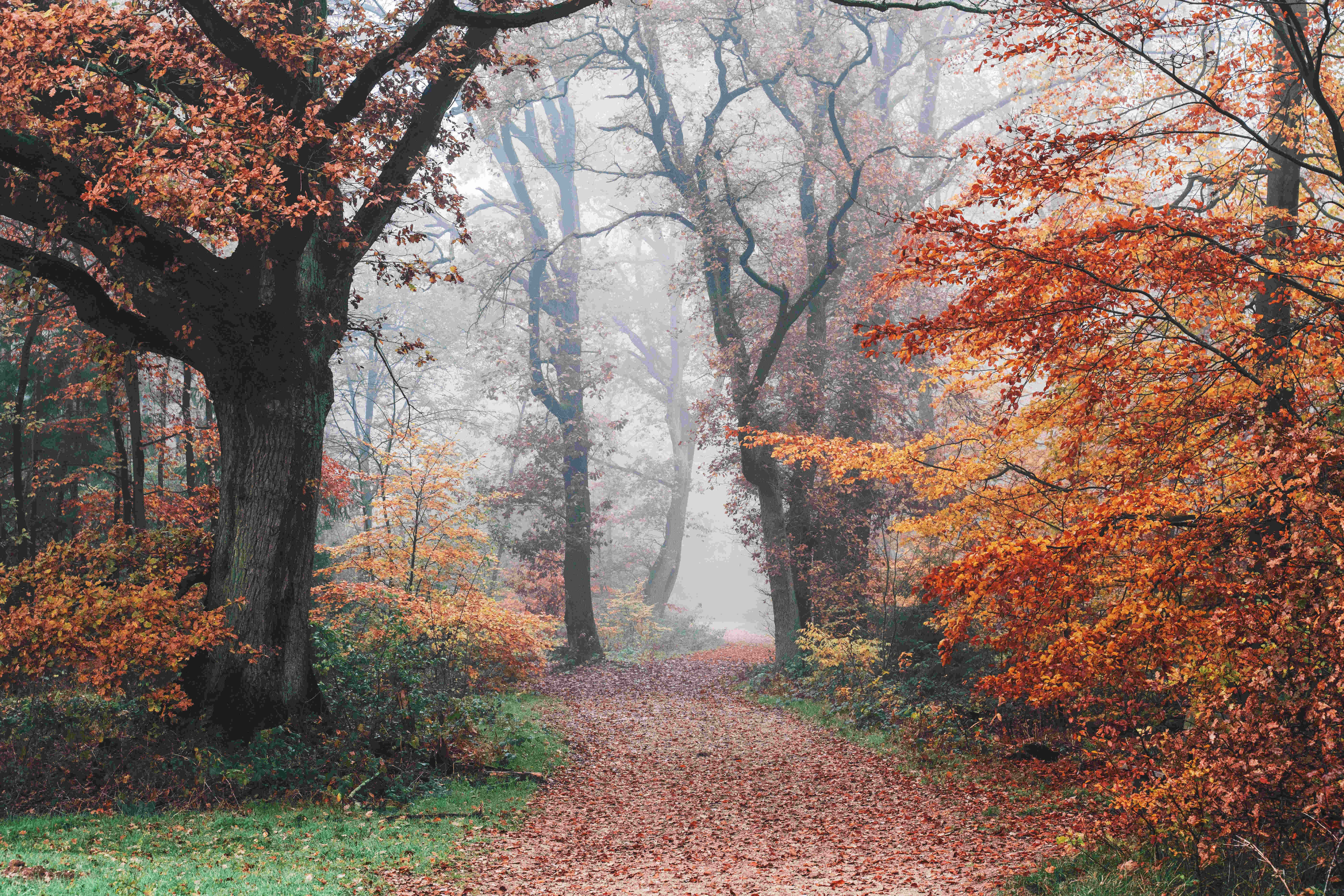 Fall Mist, mist, autumn forest path, 8K Desktop Wallpaper