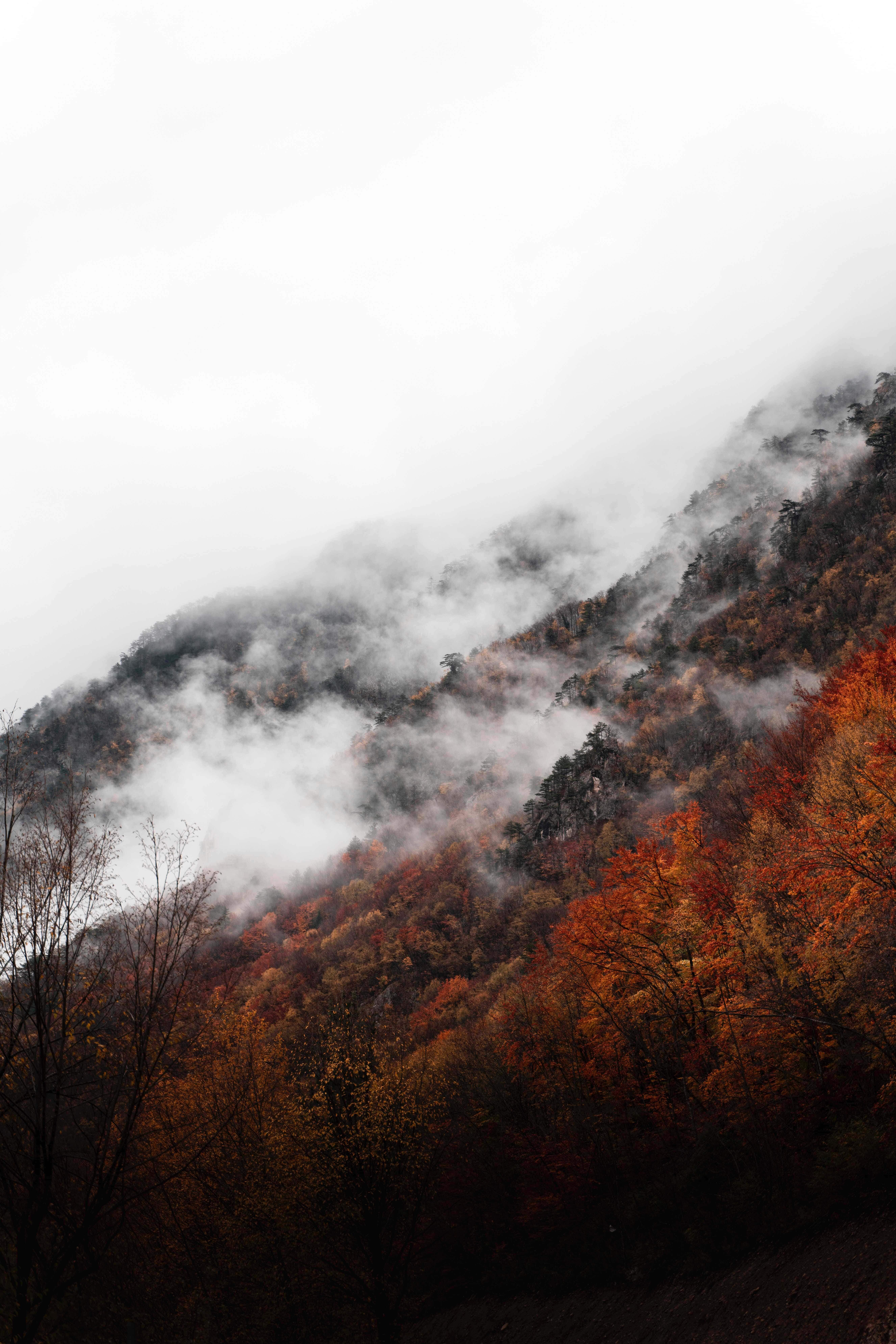 Fall Fog, autumn mountainside, vibrant orange and red foliage, 8K Phone Wallpaper