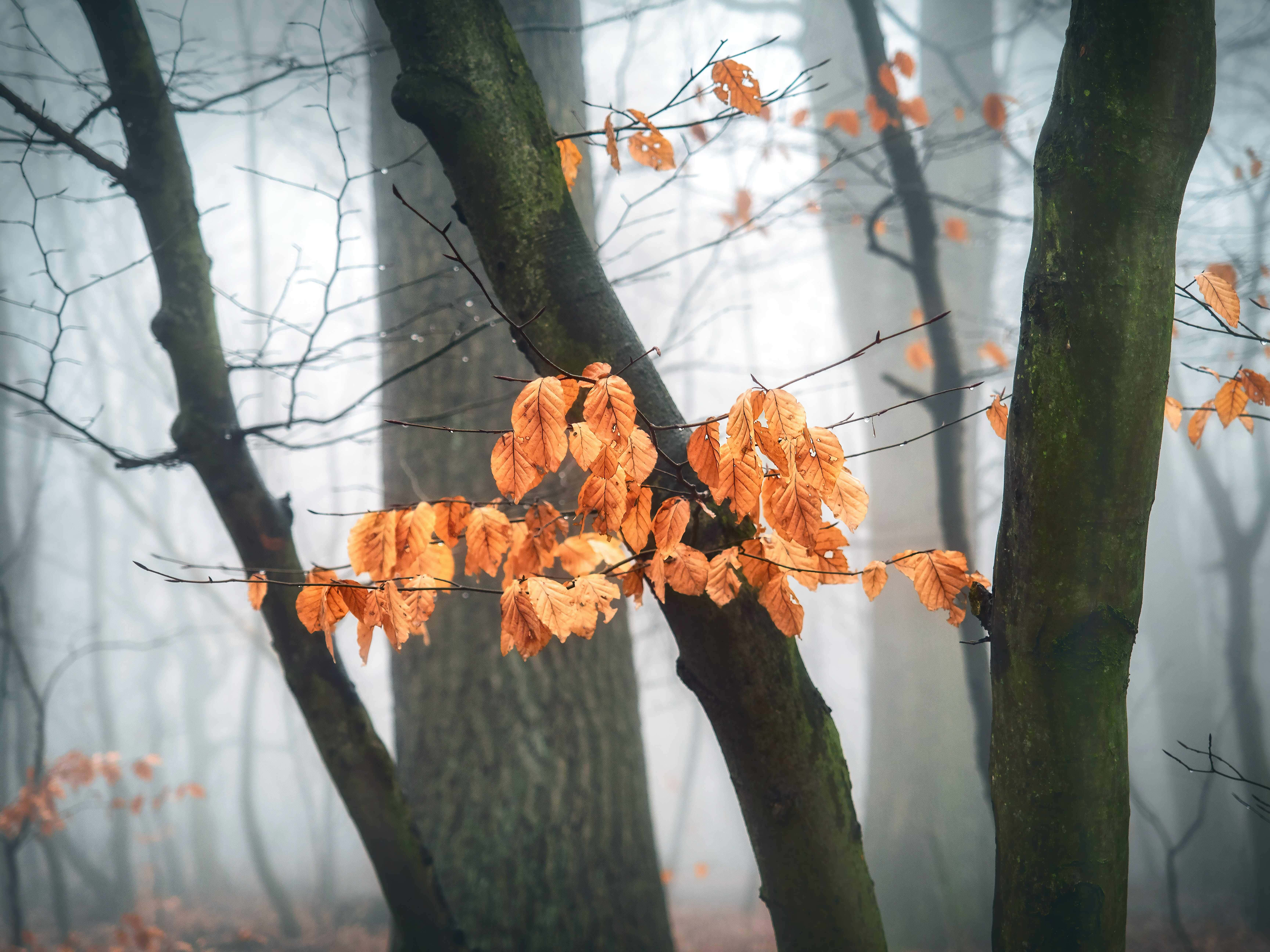 fall fog, 6912 x 5184, autumn forest, 5K Desktop Wallpaper