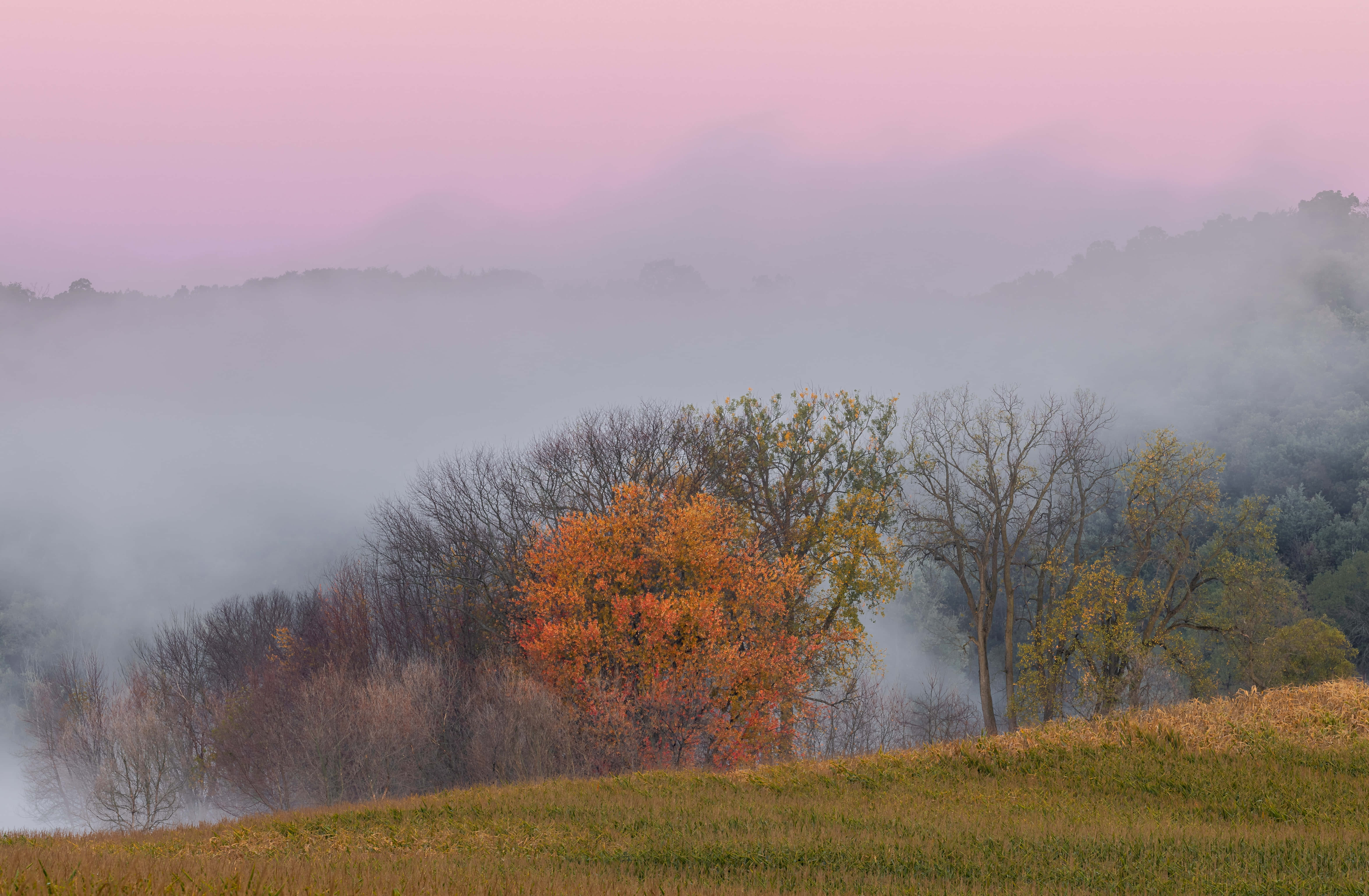 Fall Fog, vibrant orange tree, grassy hill, 5K Desktop Wallpaper