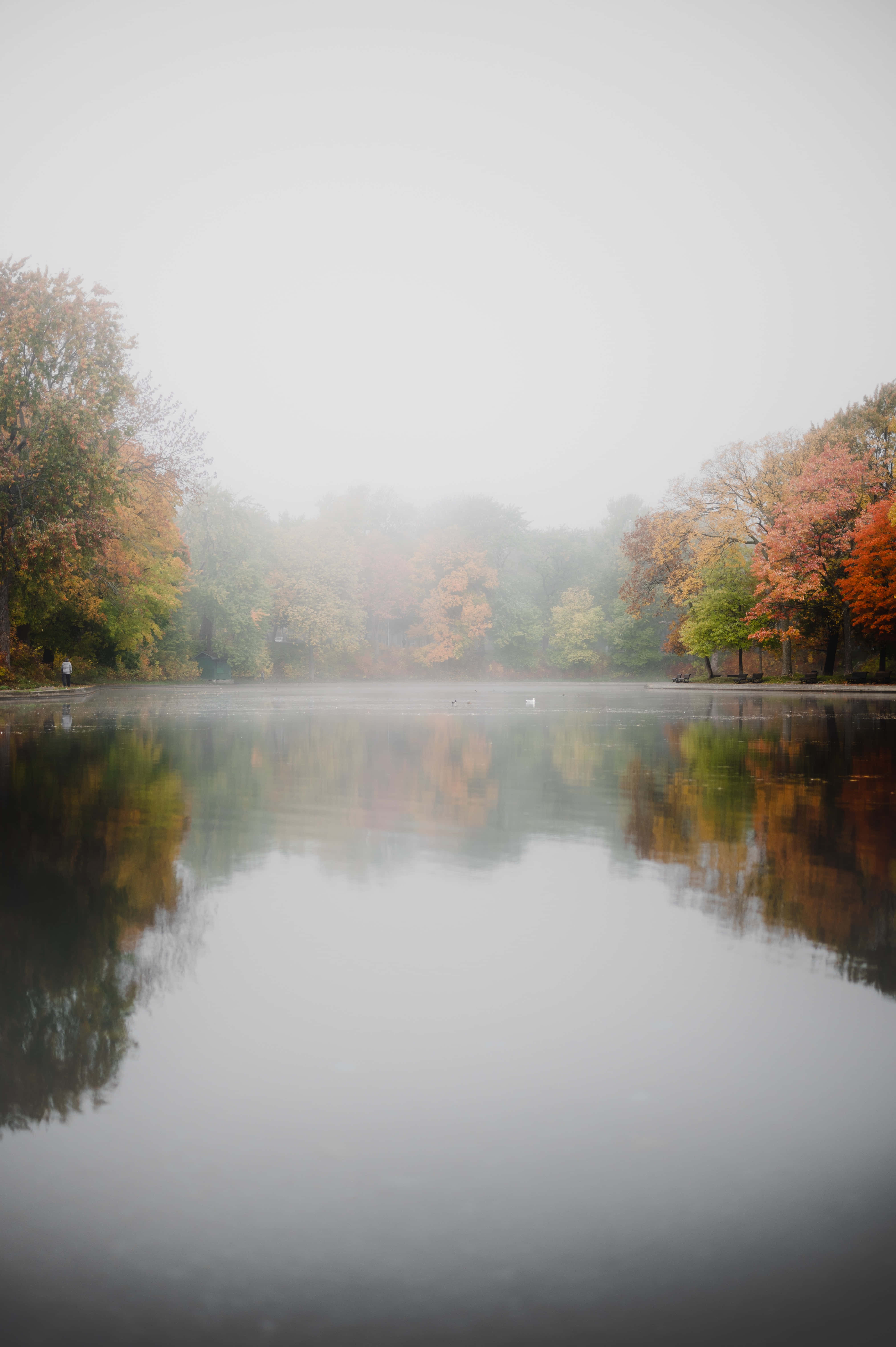 Fall Fog, autumn lake, vibrant orange trees, 5K Phone Wallpaper