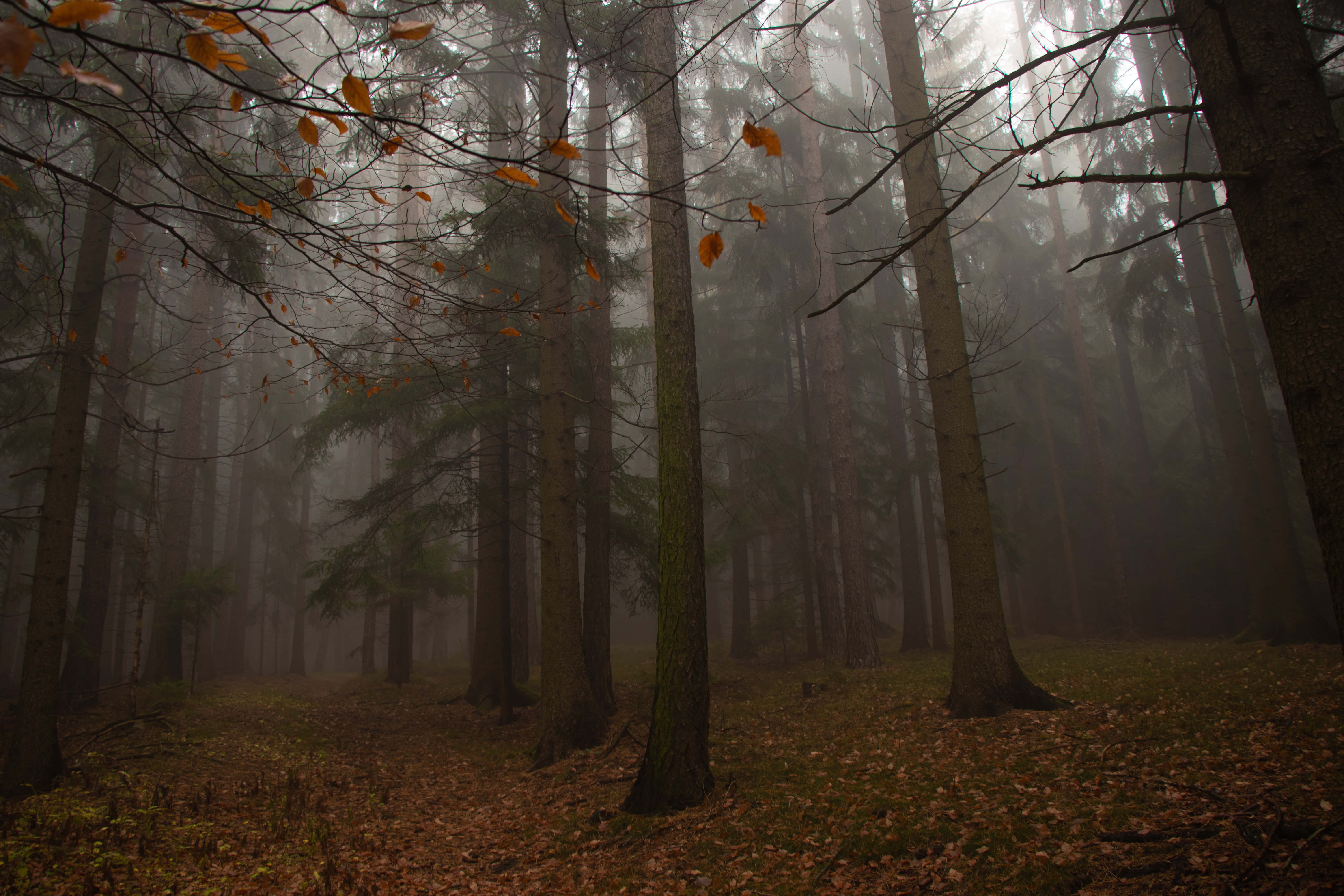 Fall Fog, autumn forest, misty, 5K Desktop Wallpaper