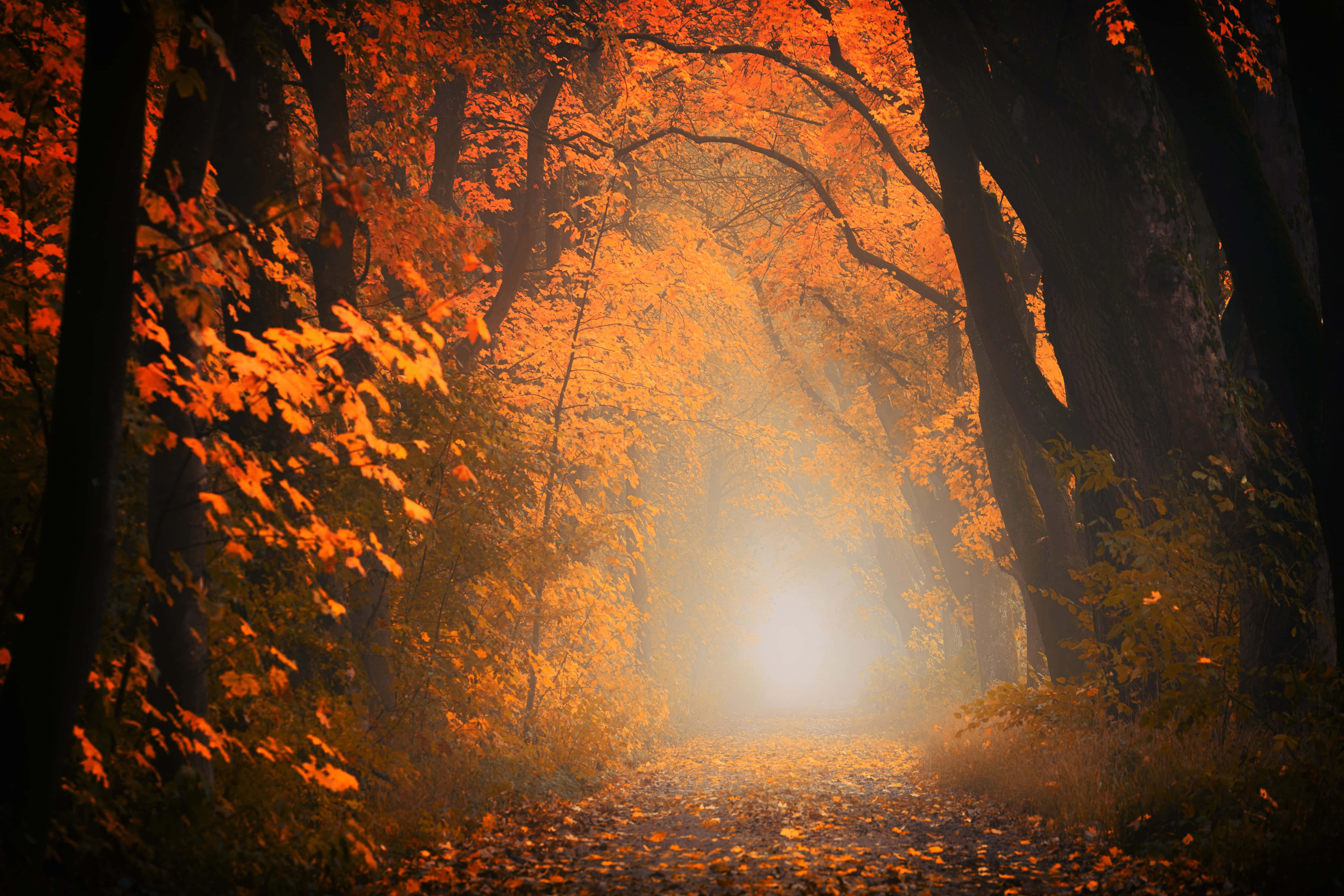 Fall Mist, autumn forest, misty, 5K Desktop Wallpaper