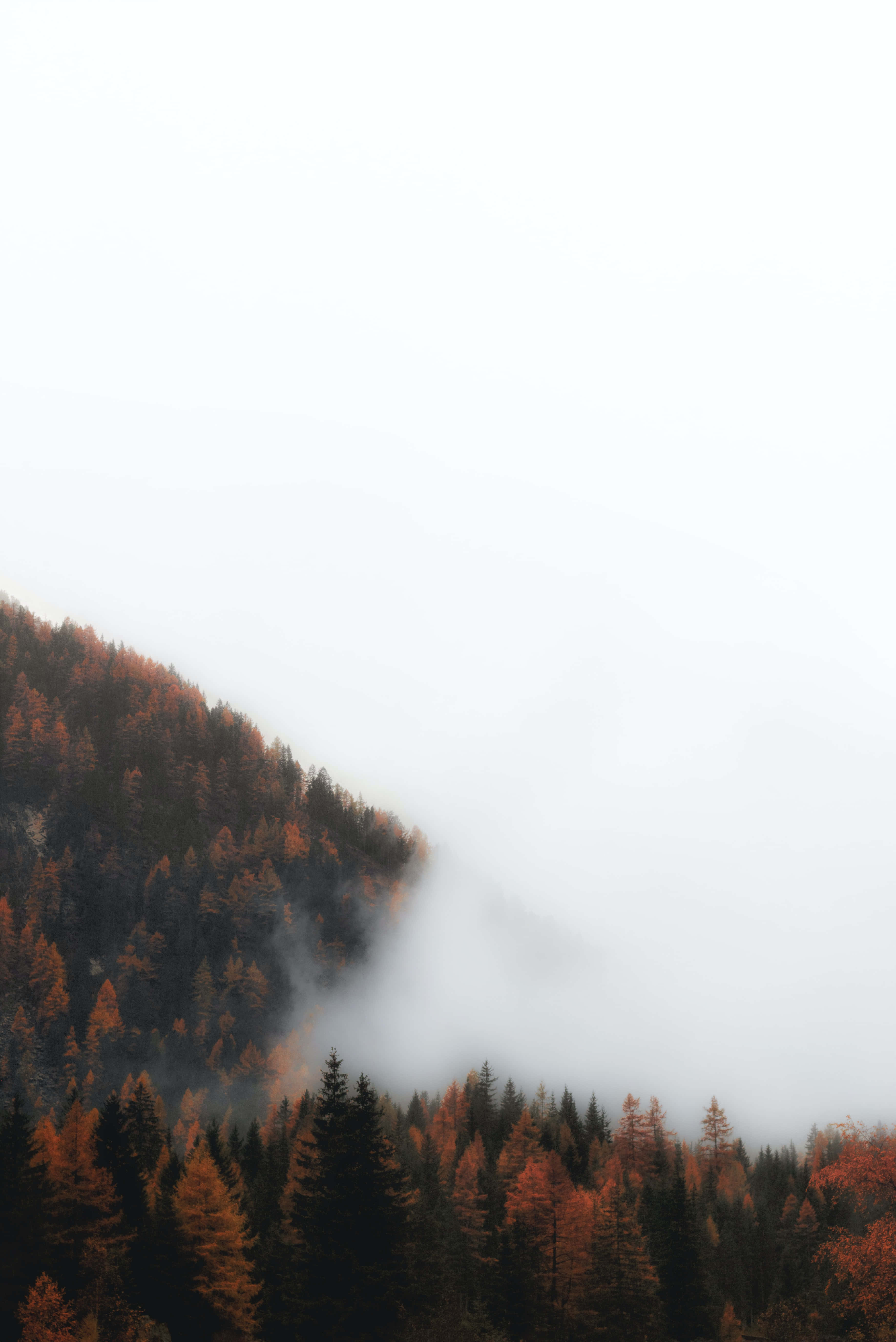 Fall Fog, autumn trees, orange and green foliage, 5K Phone Wallpaper
