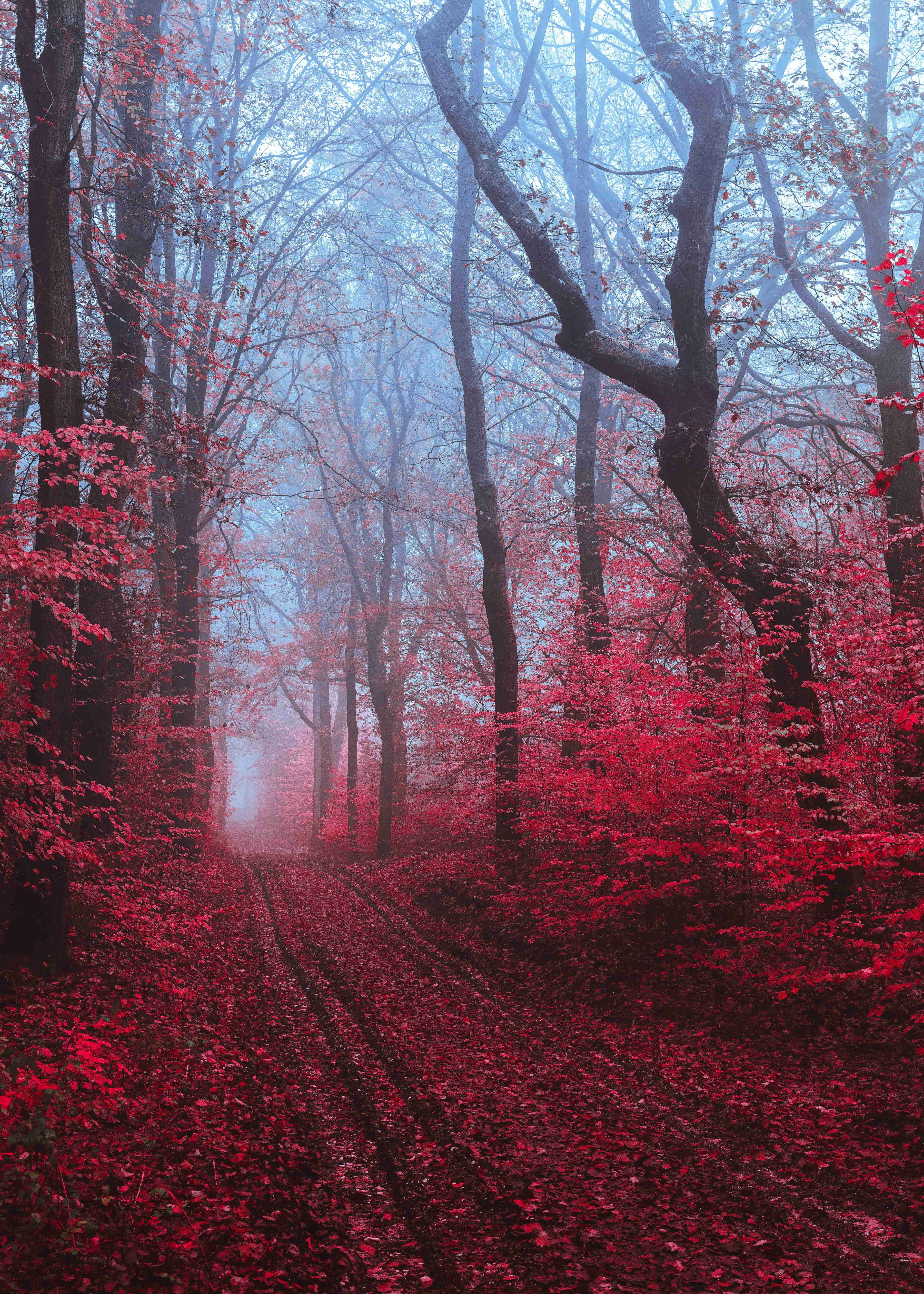 Fall Mist, forest path, vivid red leaves, 5K Phone Wallpaper