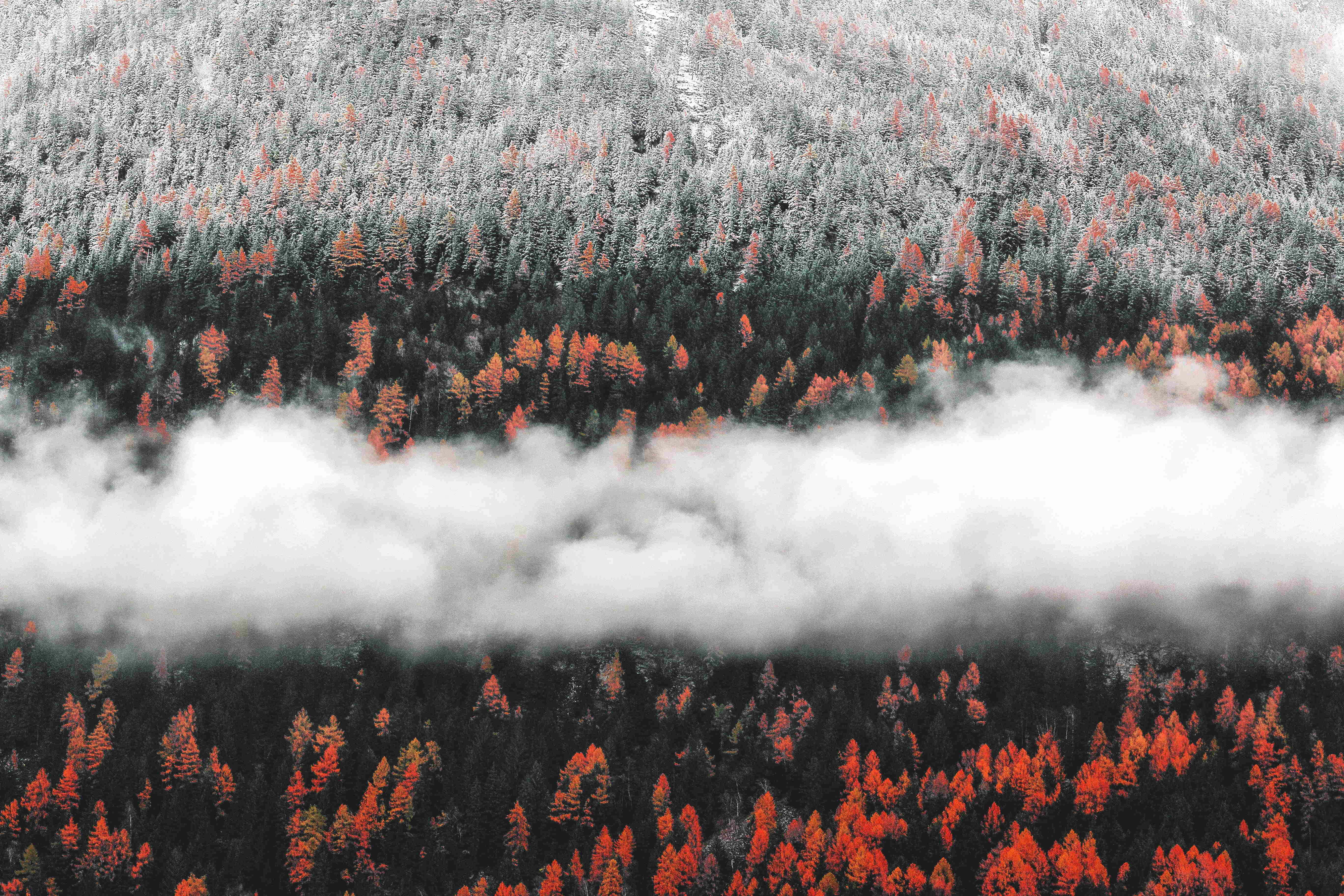 Fall Mist, snowy forest, vibrant orange trees, 5K Desktop Wallpaper