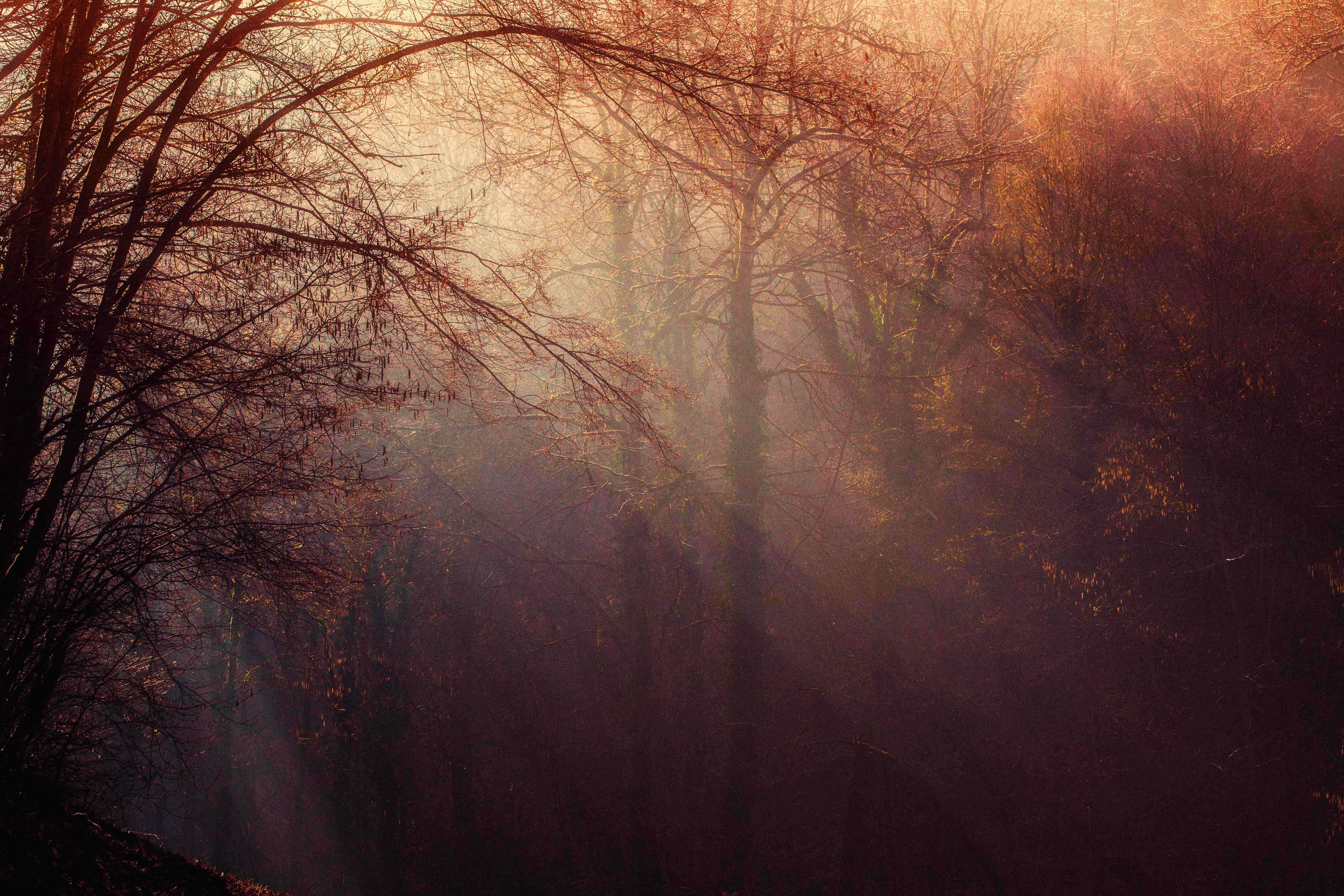 Fall Mist, misty forest, sunlight beams, 5K Desktop Wallpaper