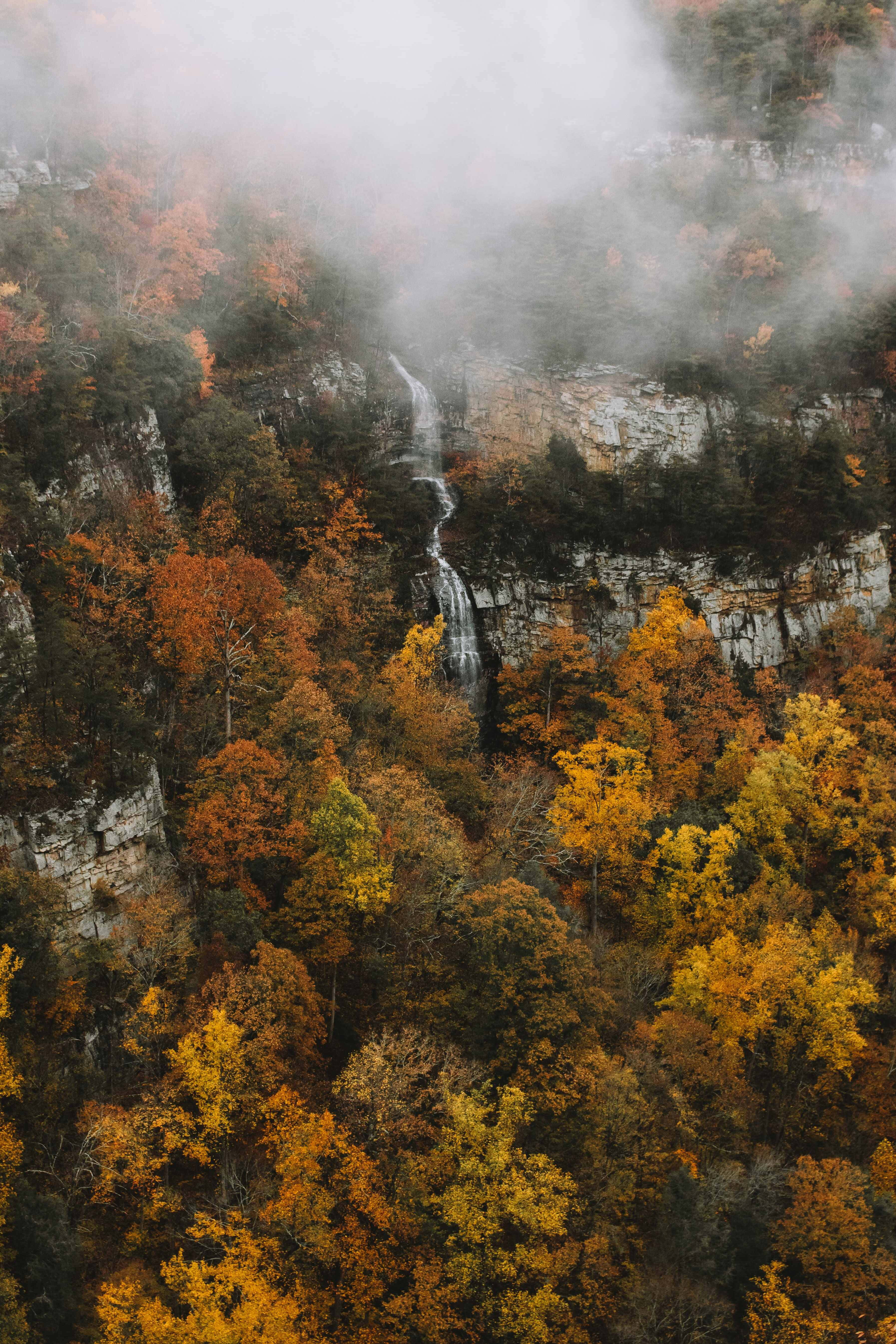 Fall Fog, autumn foliage, warm orange and yellow tones, 5K Phone Wallpaper