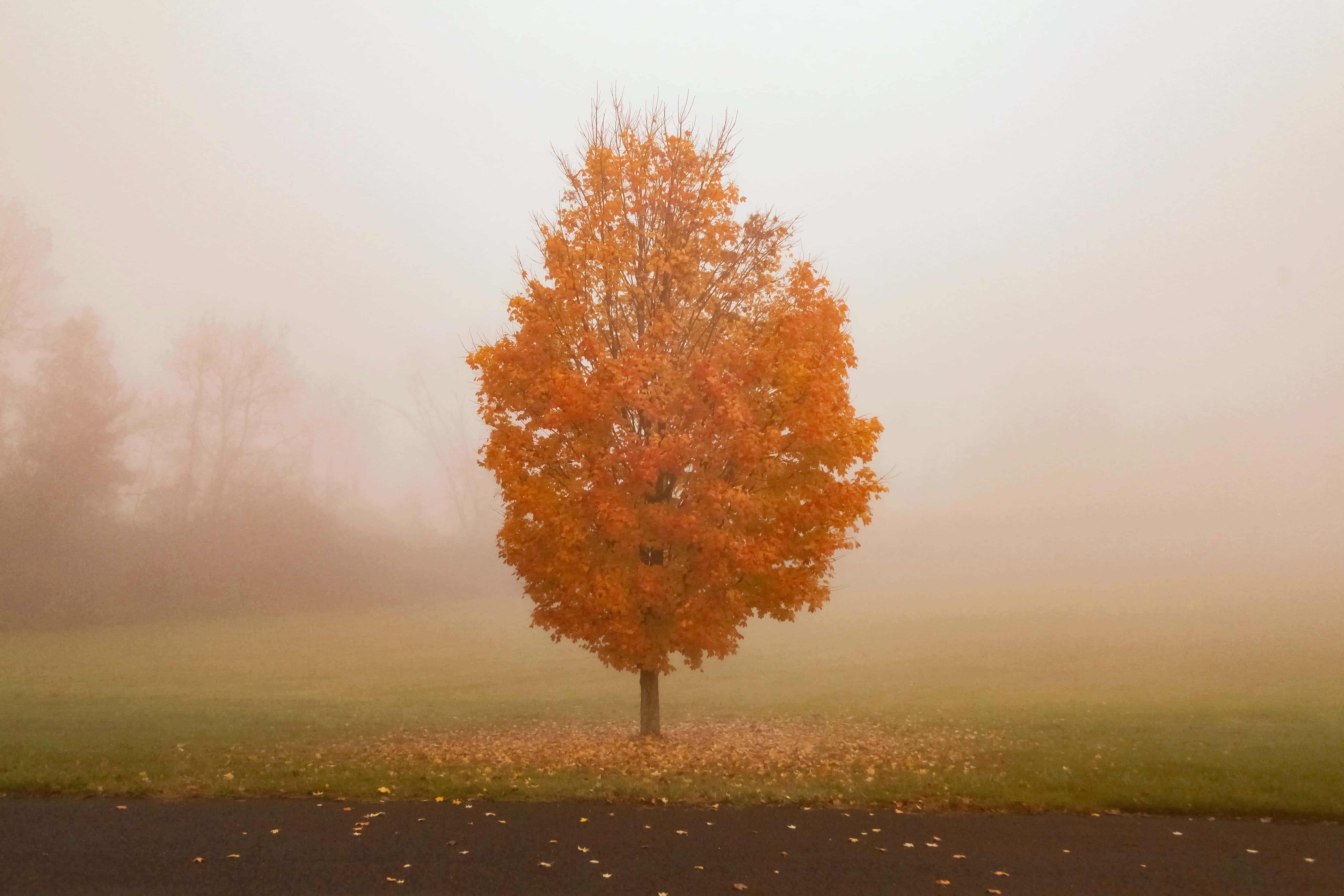 Fall Fog, fiery orange leaves, foggy field, 5K Desktop Wallpaper