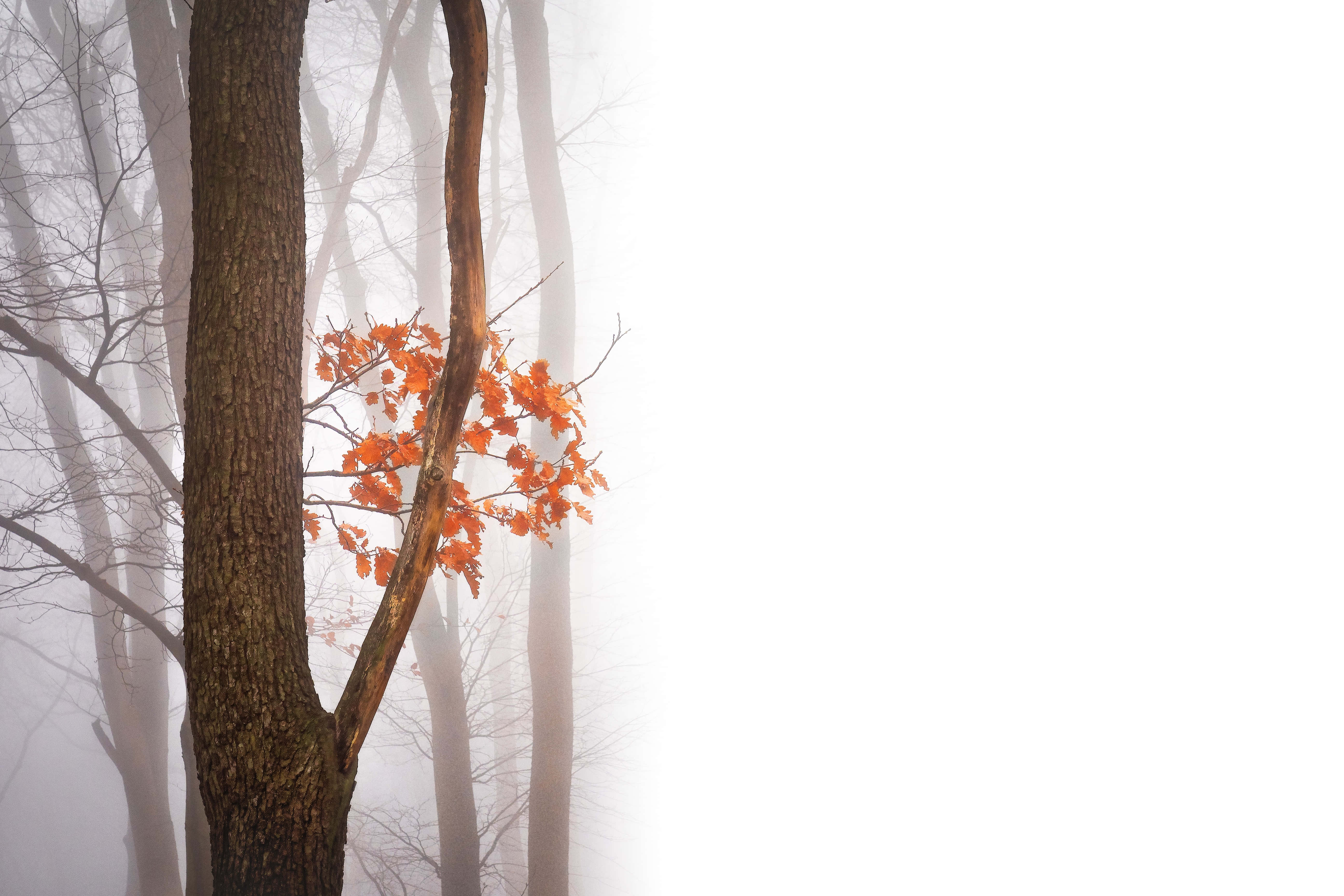 Fall Fog, serene forest, lone tree, 5K Desktop Wallpaper