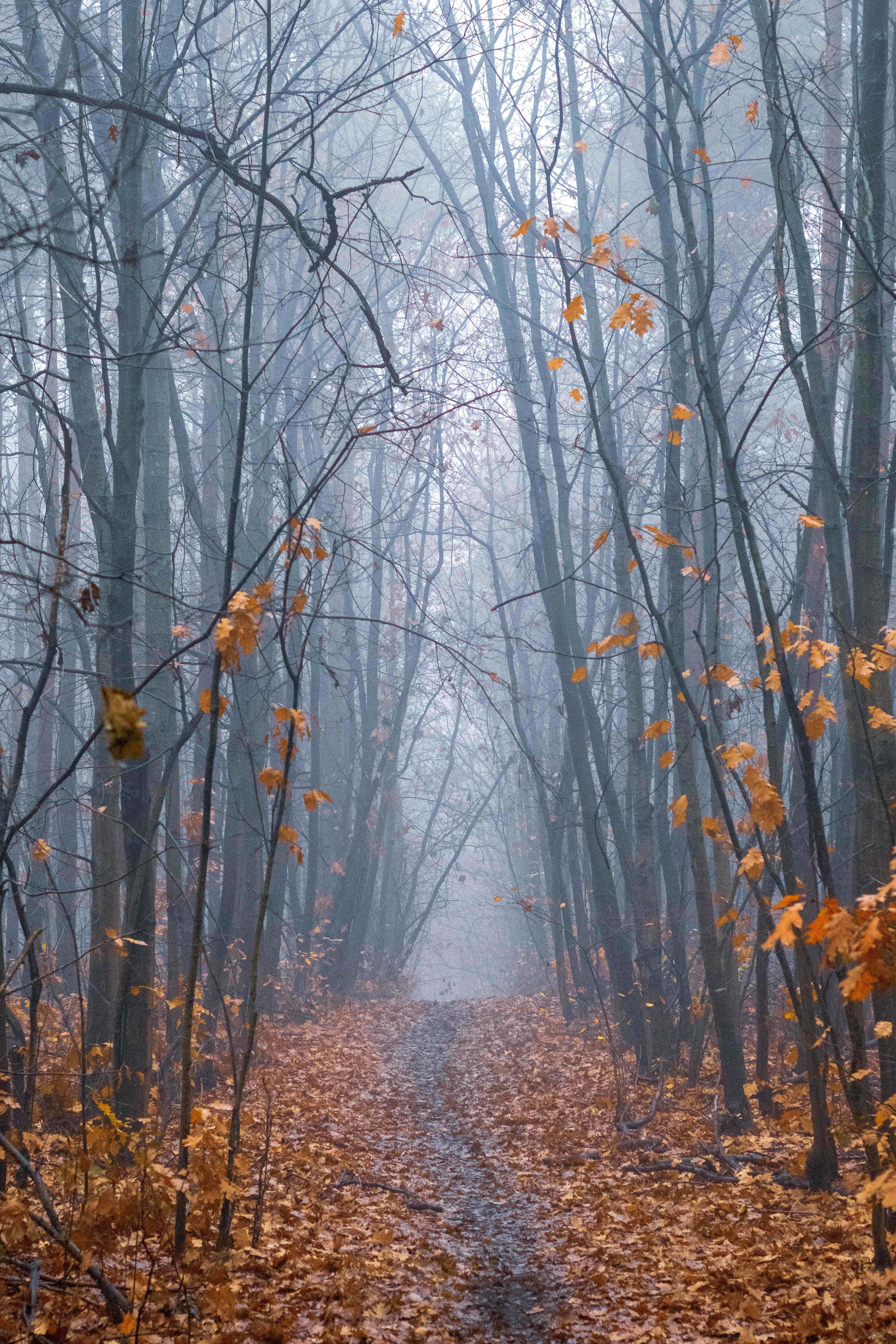 Fall Mist, autumn forest path, bare trees, 5K Phone Wallpaper