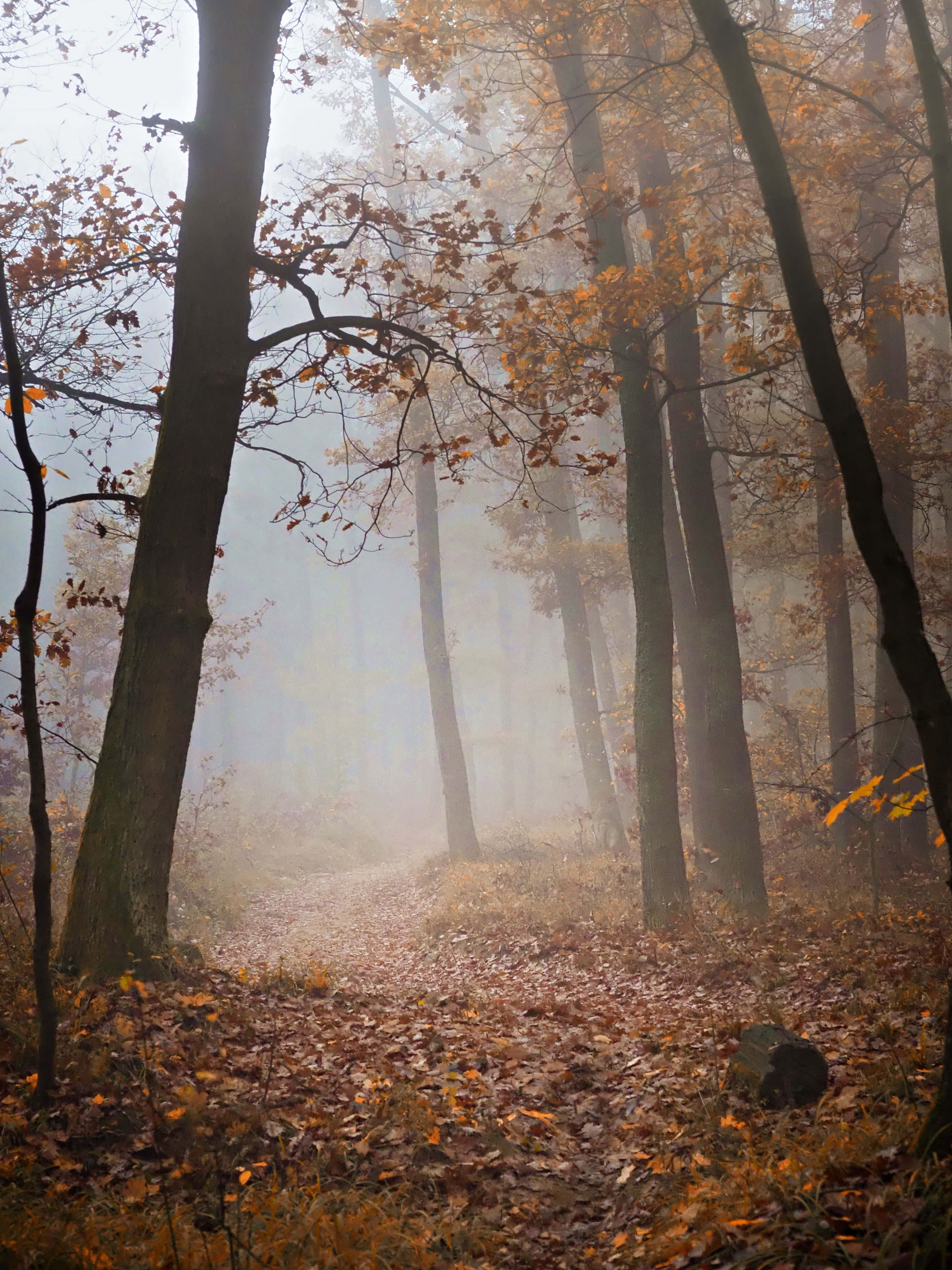 Fall Fog, autumn forest, golden leaves, 4K Phone Wallpaper
