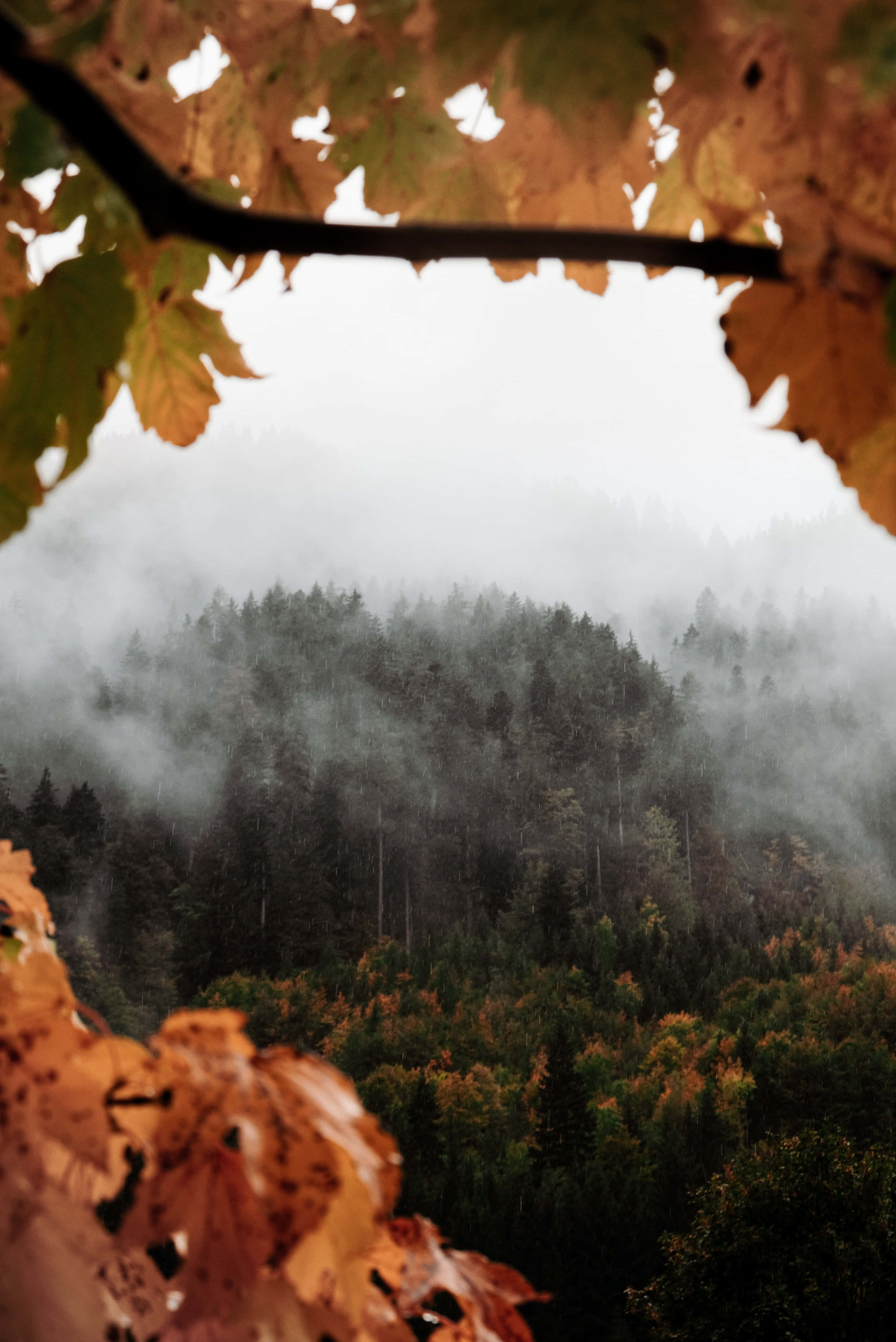 Fall Fog, autumn leaves, misty forest valley, 4K Phone Wallpaper