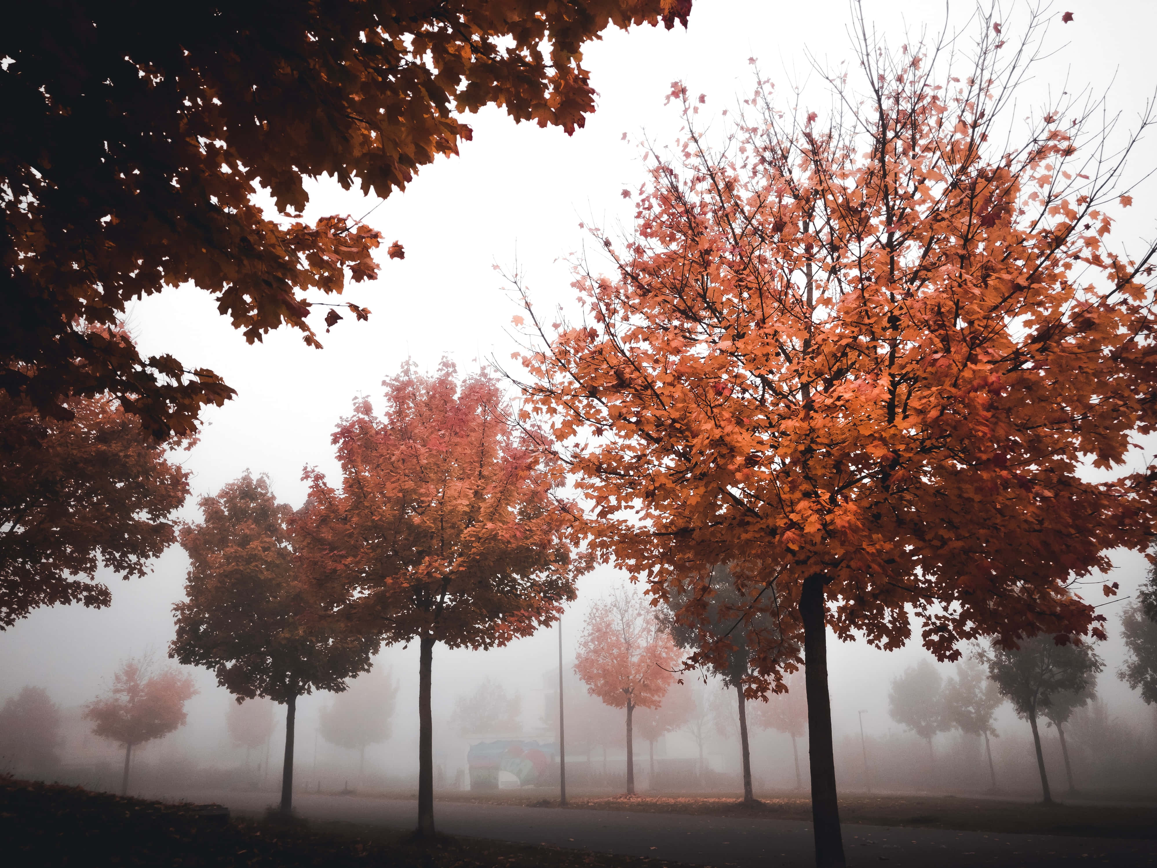 Fall Fog, autumn morning, vibrant orange trees, 4K Desktop Wallpaper