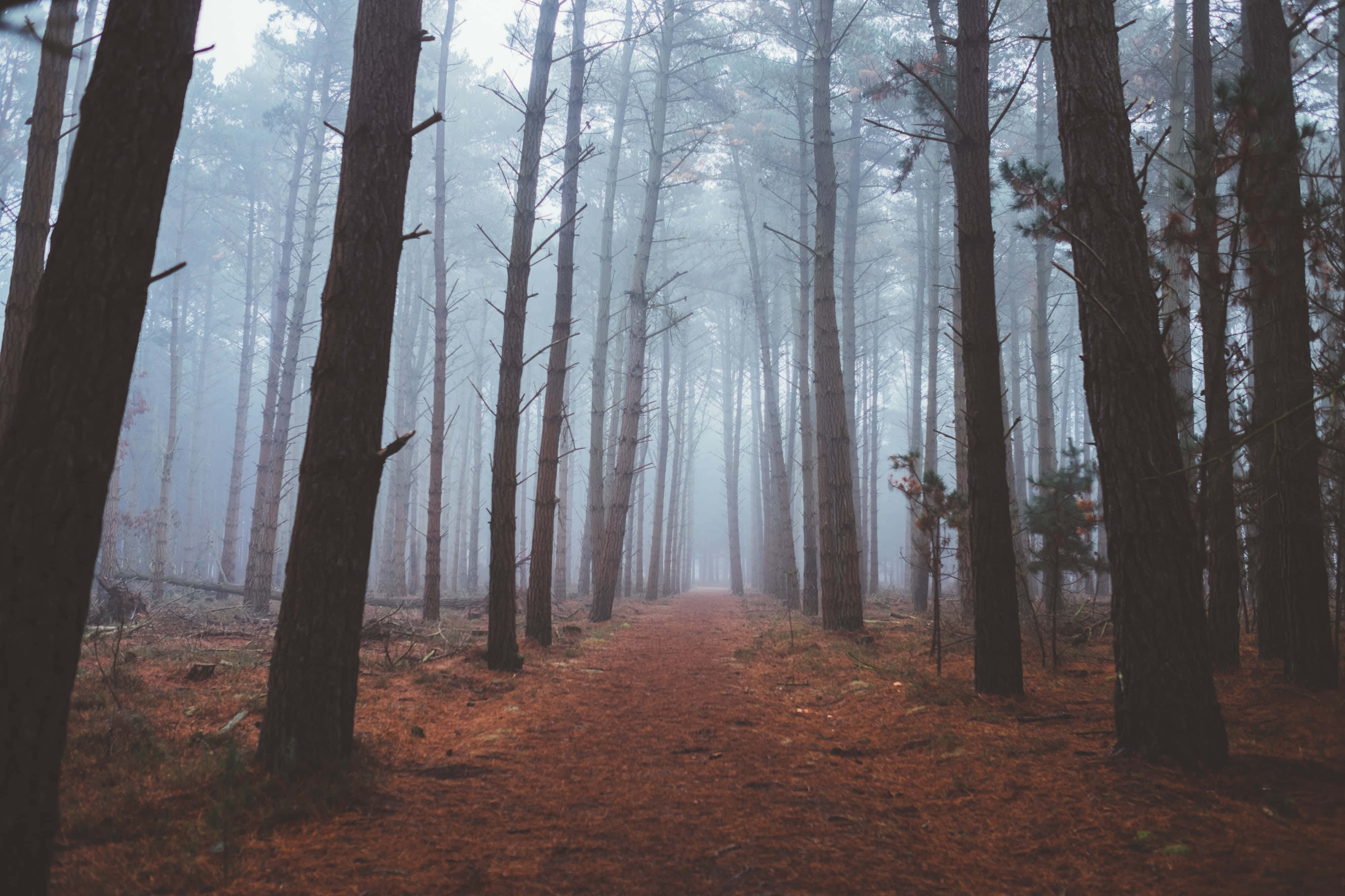 Fall Mist, serene forest, misty forest path, 4K Desktop Wallpaper