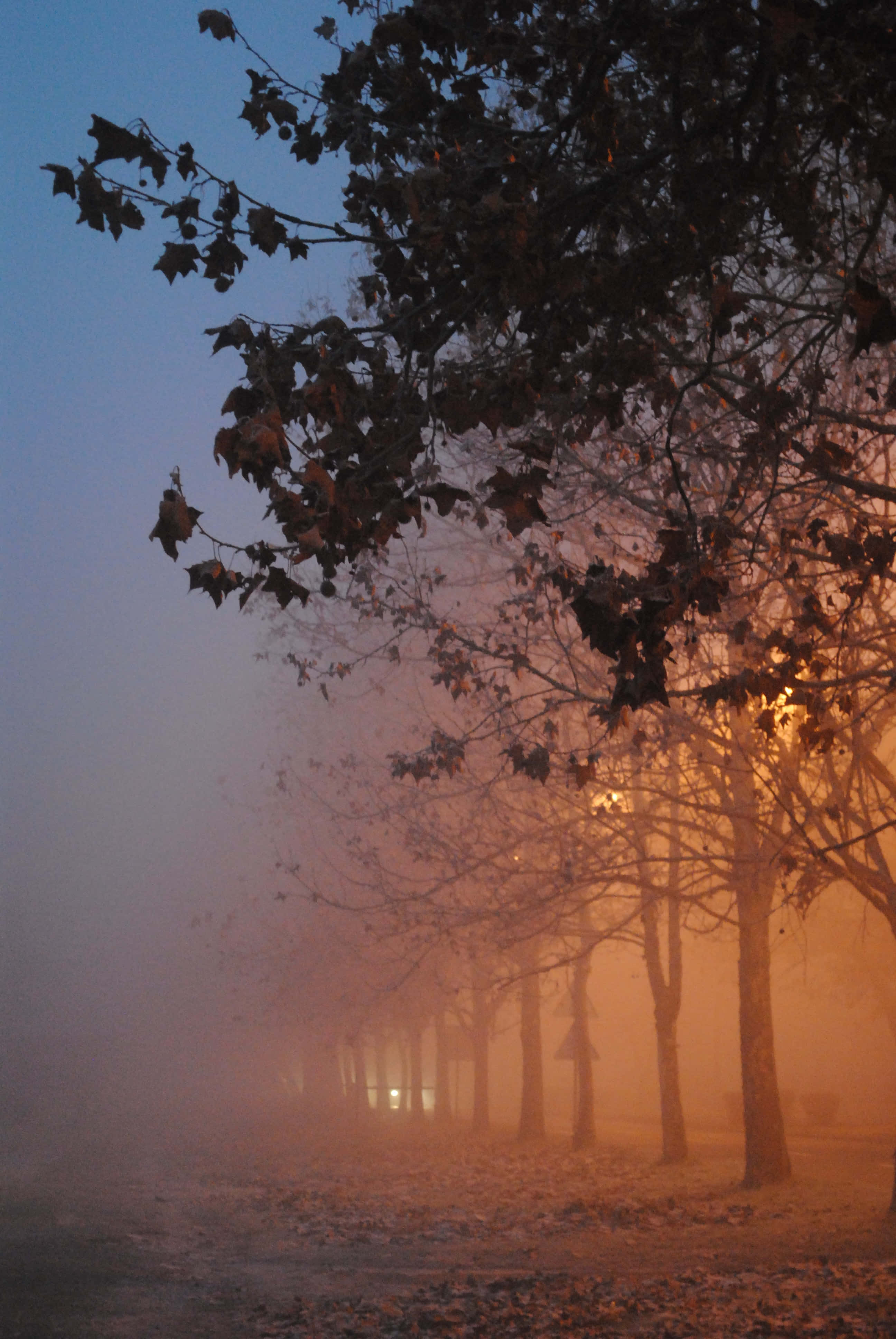 Fall Fog, dusk, bare trees, 4K Phone Wallpaper