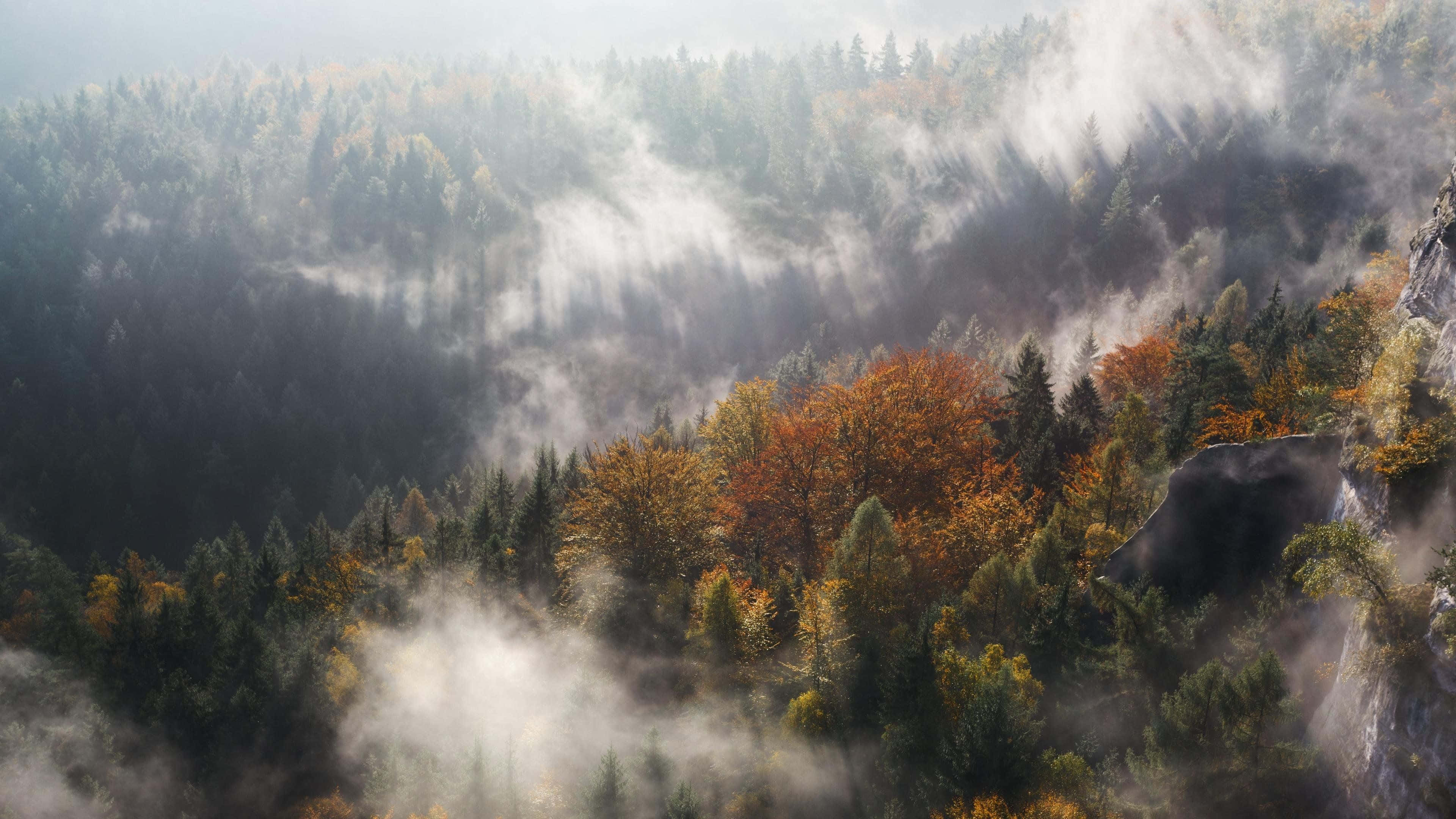 Fall Mist, autumn forest valley, sunbeams, 4K Desktop Wallpaper