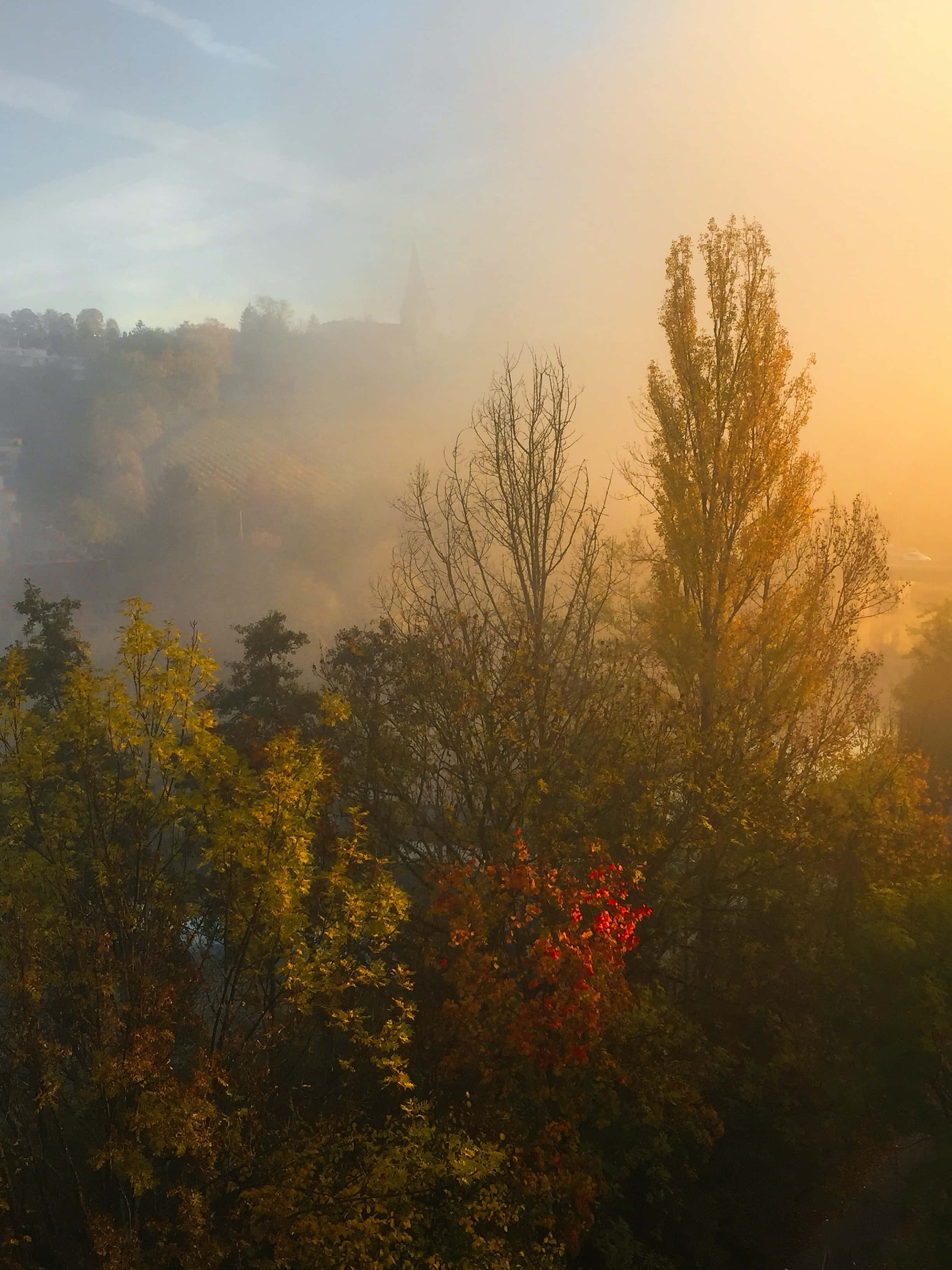 Fall Fog, golden sunrise, autumn trees, 2K Phone Wallpaper