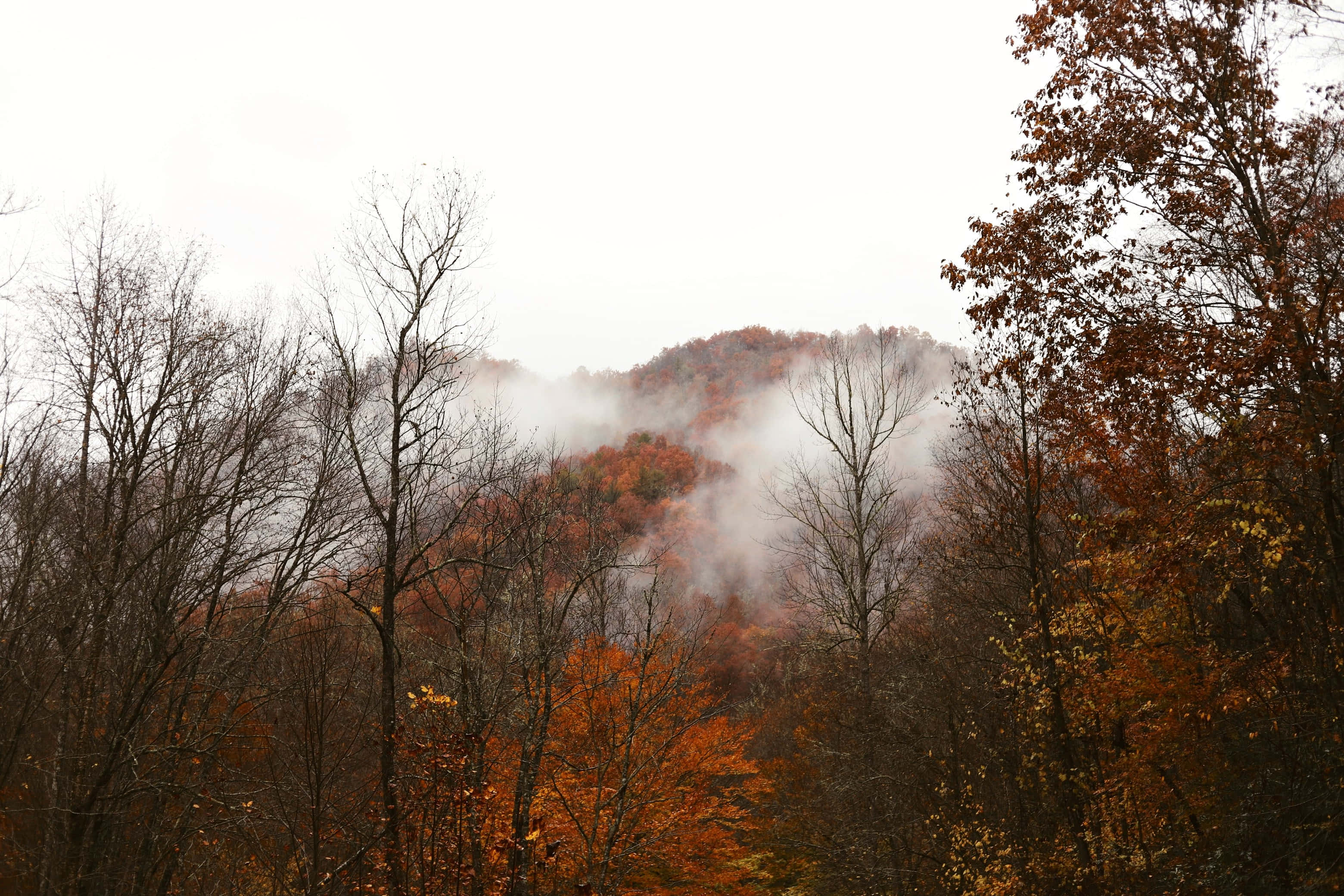 Fall Fog, autumn forest, vibrant orange foliage, 2K Desktop Wallpaper