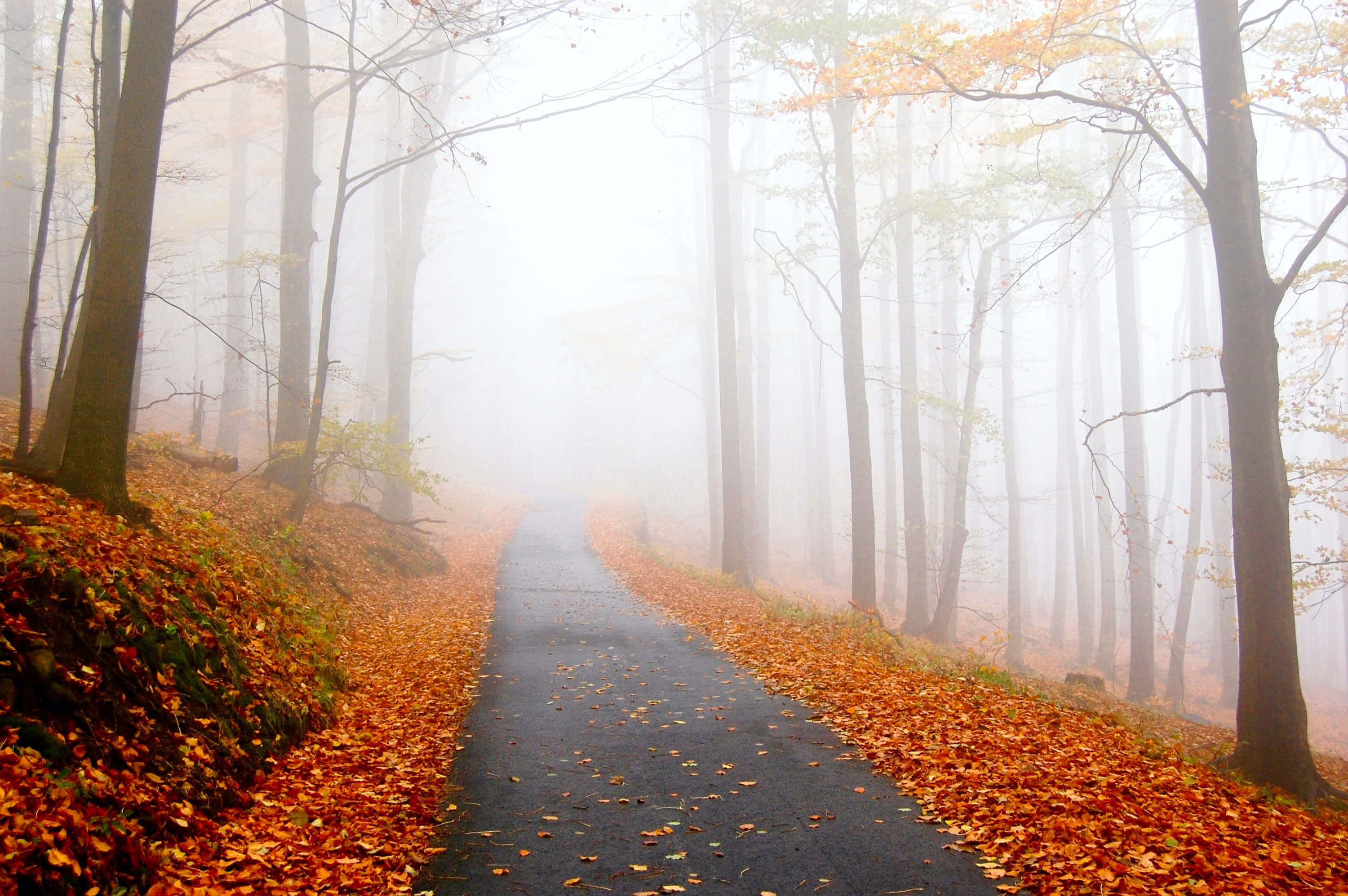 Fall Fog 3000, autumn forest, fallen orange leaves, 2K Desktop Wallpaper