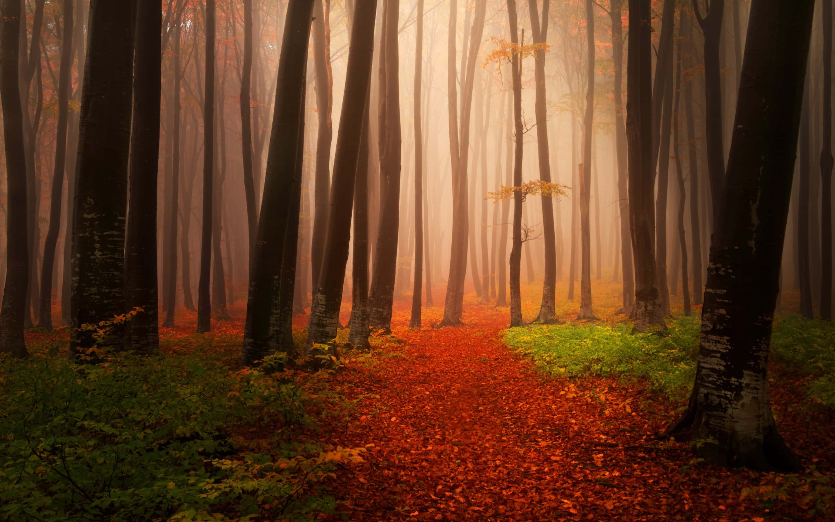 Fall Mist, autumn forest, tall trees, 2K Desktop Wallpaper
