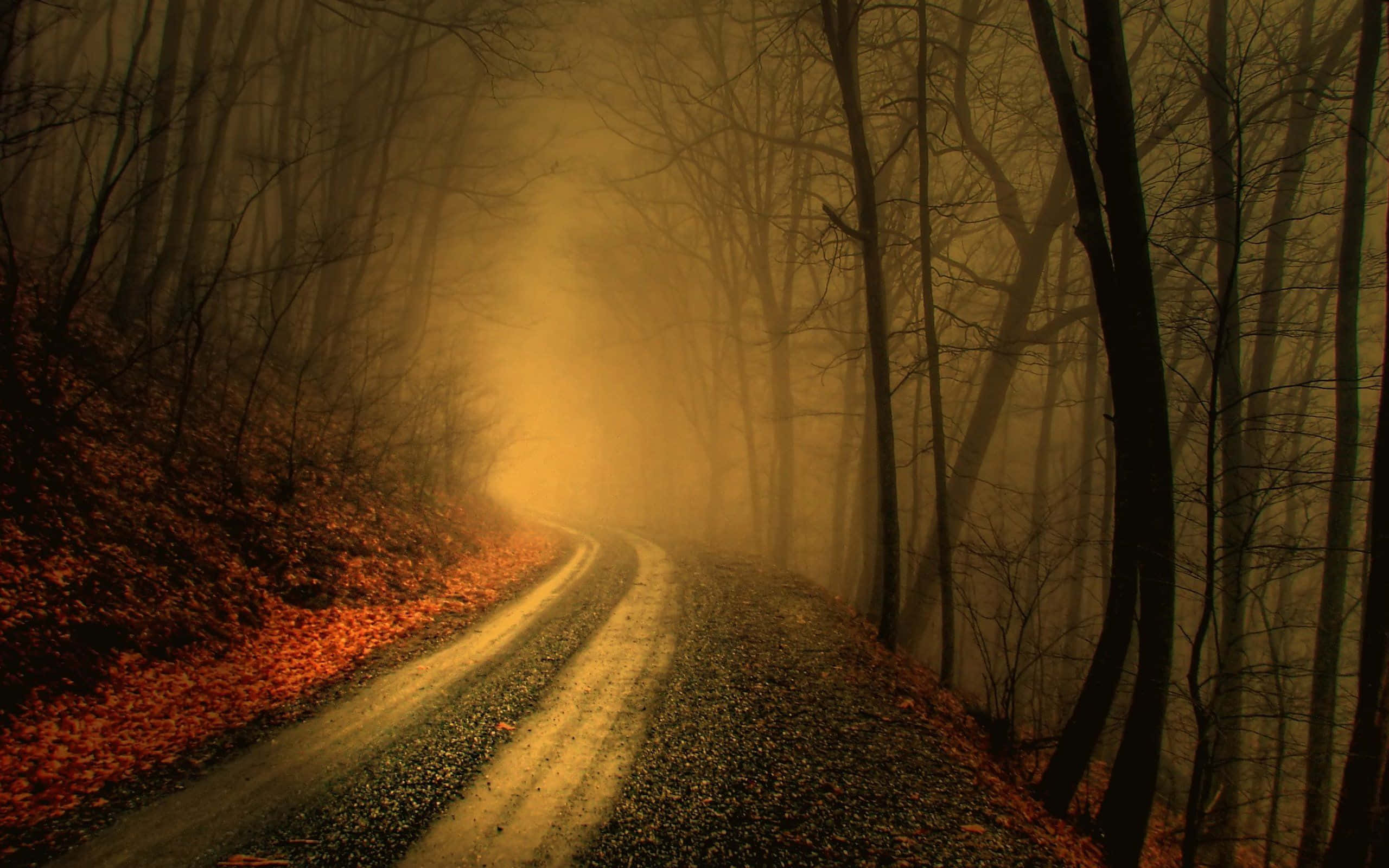 Fall Mist, autumn woods, misty, 2K Desktop Wallpaper
