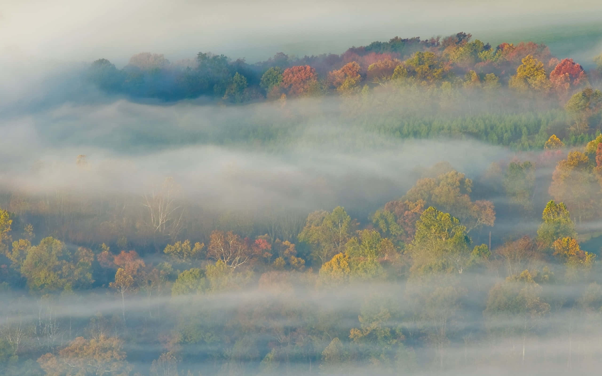 Fall Mist, autumn forest, mist, 2K Desktop Wallpaper