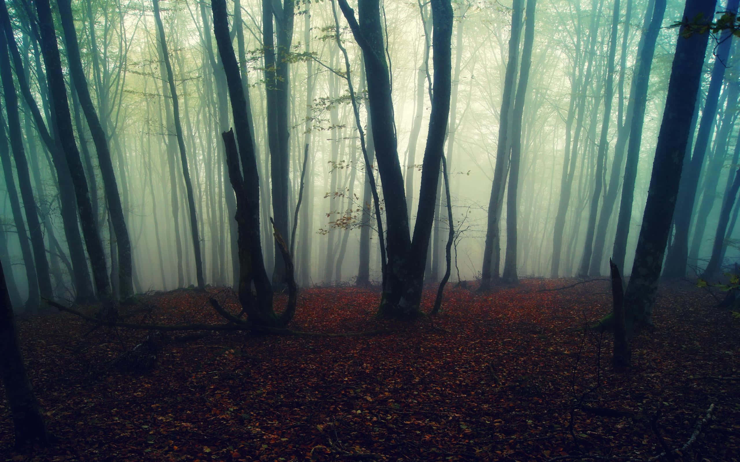 Fall Mist, serene forest landscape, tall trees, 2K Desktop Wallpaper