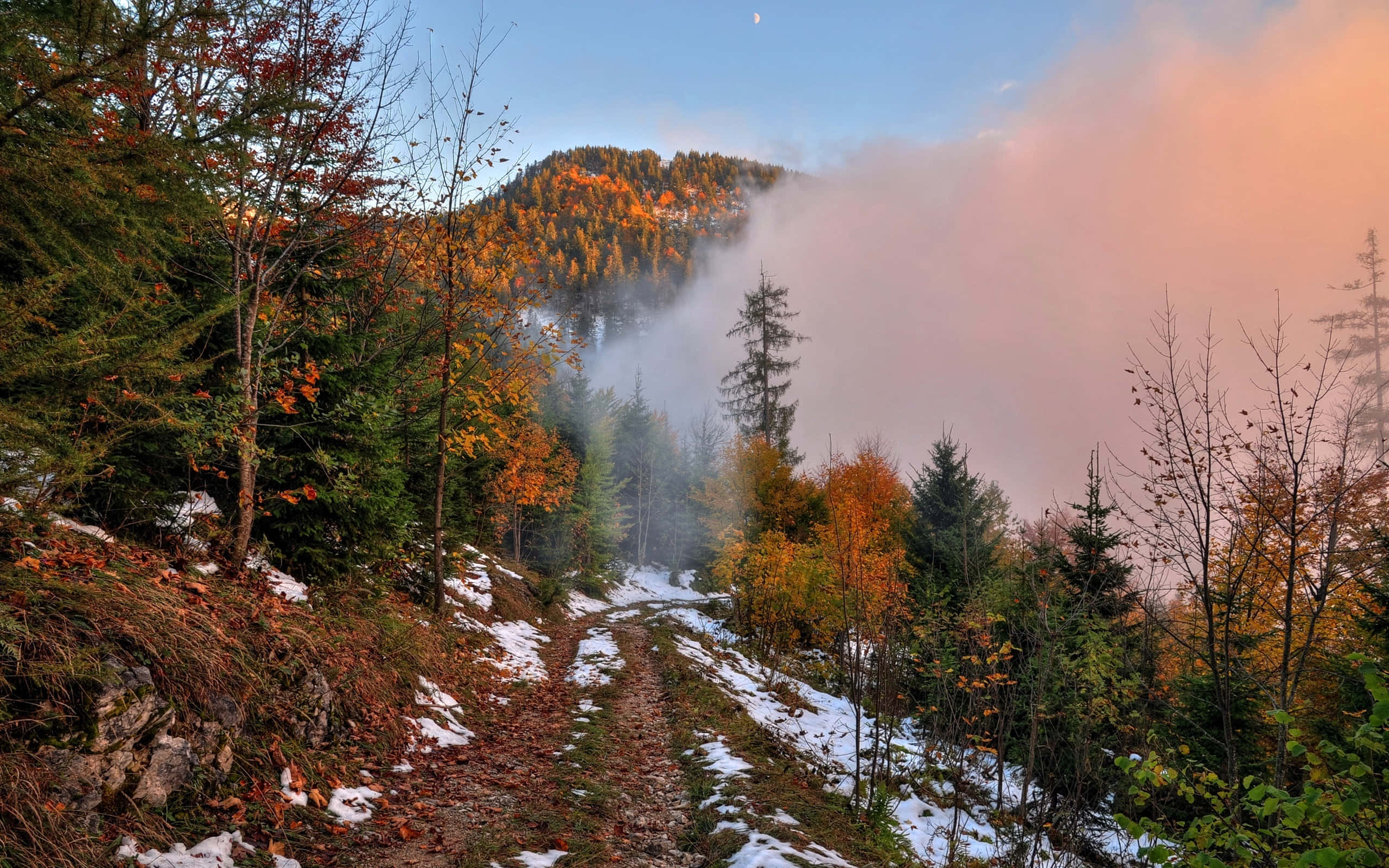 Fall Mist, autumn woods, mist, 2K Desktop Wallpaper