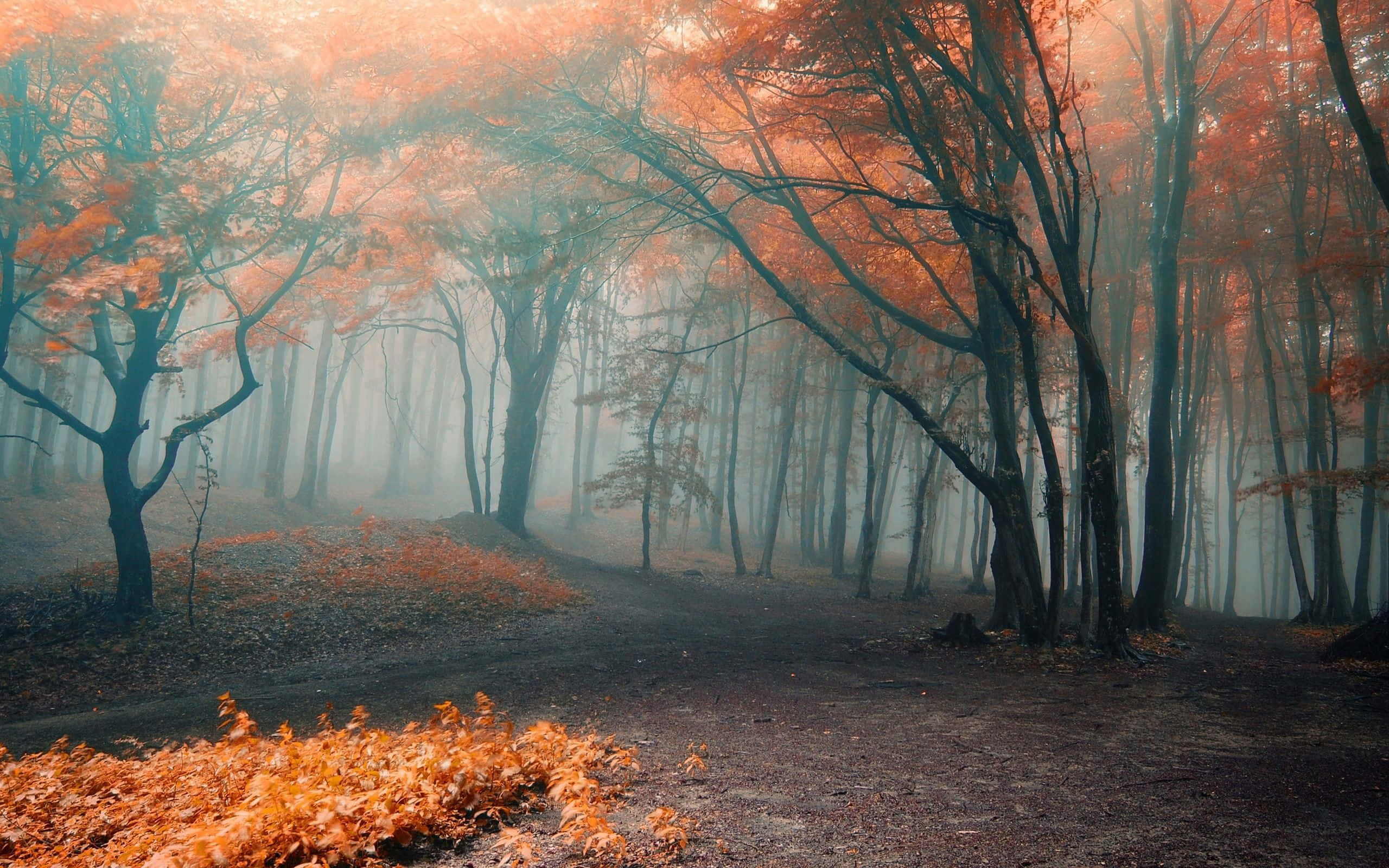 Fall Mist, autumn forest, misty, 2K Desktop Wallpaper
