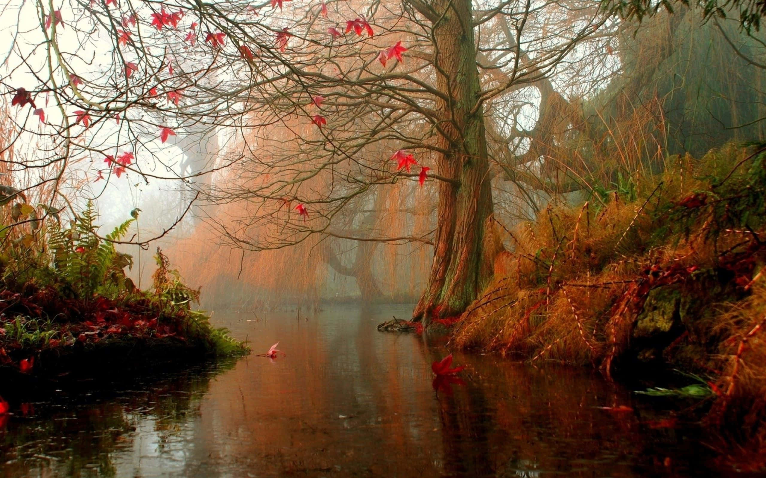 misty autumn creek, bare branches, clinging red leaves, 2K Desktop Wallpaper