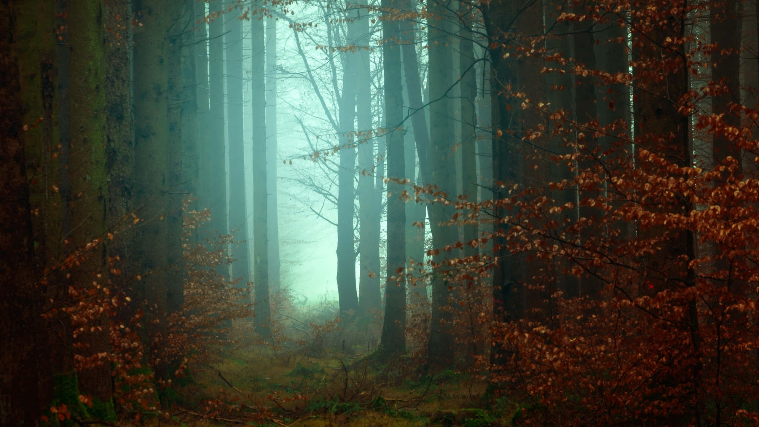 Fall Mist, 2560 x 1440, autumn forest, 2K Desktop Wallpaper